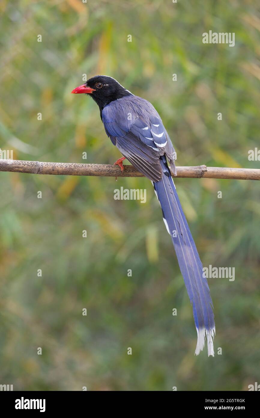 Rot-schnabelige blaue Elster, die ihre Schönheit zeigt Stockfoto