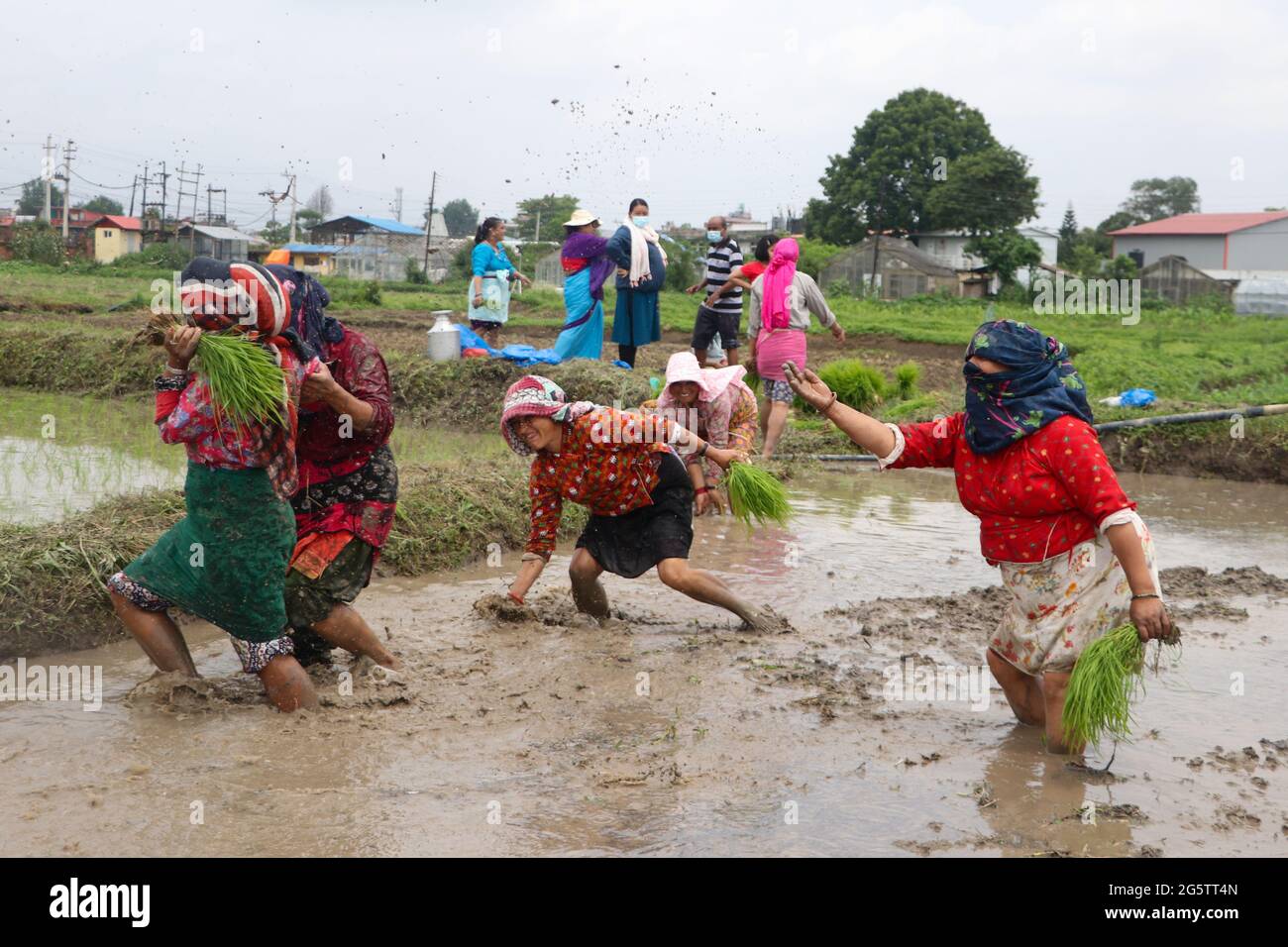 Lalitpur, Nepal. 30. Juni 2021. Bauern, die in Reisfeldern arbeiten, Pflanzen in Lalitpur, Nepal, Reisproben an und spritzen sich schlammiges Wasser aus Anlass des „National Paddy Day“, der auch als Asar Pandra bekannt ist. Die Menschen versammeln sich an diesem Tag auf dem Feld, um Reisproben mit großem Eifer zu Pflanzen und auch Dahi Chyura (Joghurt und geschlagener Reis) als besondere Mahlzeit des Tages zu genießen. (Foto: Abhishek Maharjan/Pacific Press) Quelle: Pacific Press Media Production Corp./Alamy Live News Stockfoto