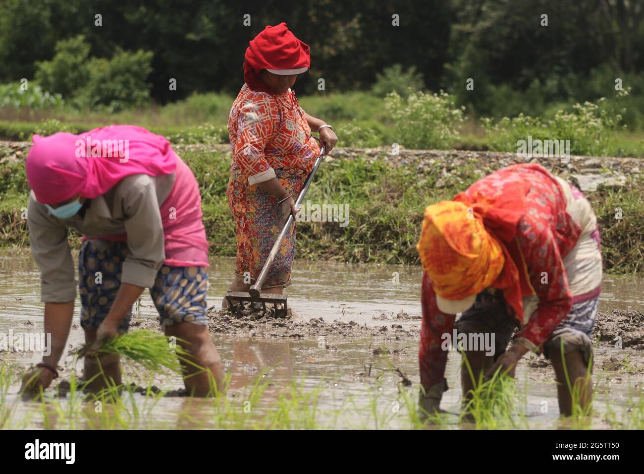 Lalitpur, Nepal. 30. Juni 2021. Bauern, die in Reisfeldern arbeiten, Pflanzen in Lalitpur, Nepal, Reisproben an und spritzen sich schlammiges Wasser aus Anlass des „National Paddy Day“, der auch als Asar Pandra bekannt ist. Die Menschen versammeln sich an diesem Tag auf dem Feld, um Reisproben mit großem Eifer zu Pflanzen und auch Dahi Chyura (Joghurt und geschlagener Reis) als besondere Mahlzeit des Tages zu genießen. (Foto: Abhishek Maharjan/Pacific Press) Quelle: Pacific Press Media Production Corp./Alamy Live News Stockfoto