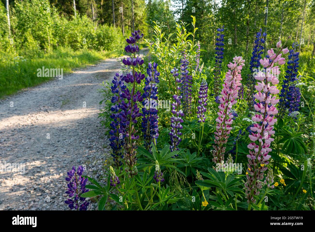 Mehrfarbige Lupinen (Lupinus polyphyllus) wachsen am Rande einer Schotterstraße in Mänttä-Vilppula, Finnland Stockfoto