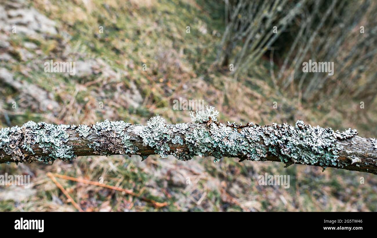 Ein Baumzweig überwuchert reichlich mit der grauen Flechten-Hypogymnia Stockfoto
