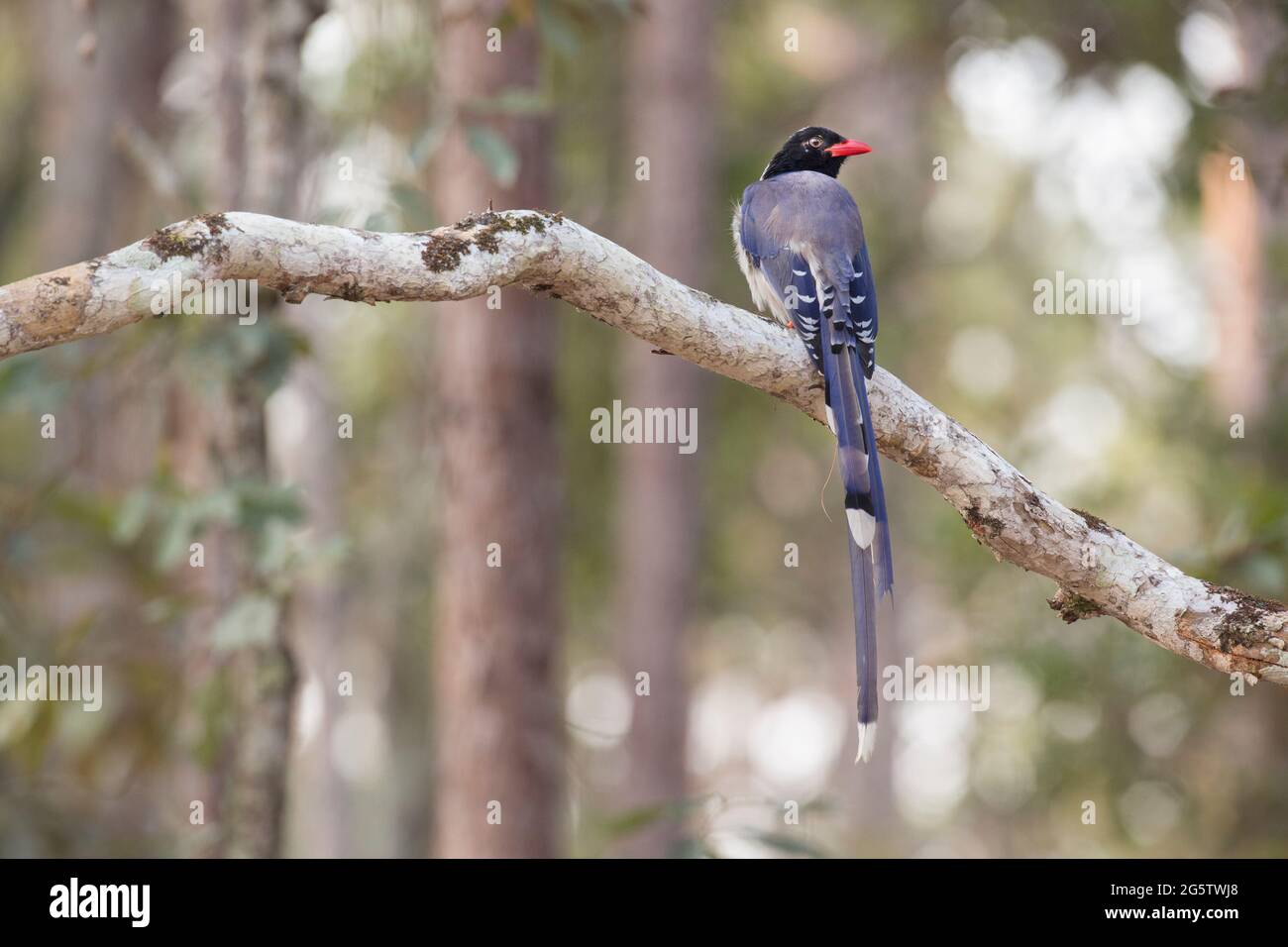 Blaue elster Fotos und Bildmaterial in hoher Auflösung Alamy