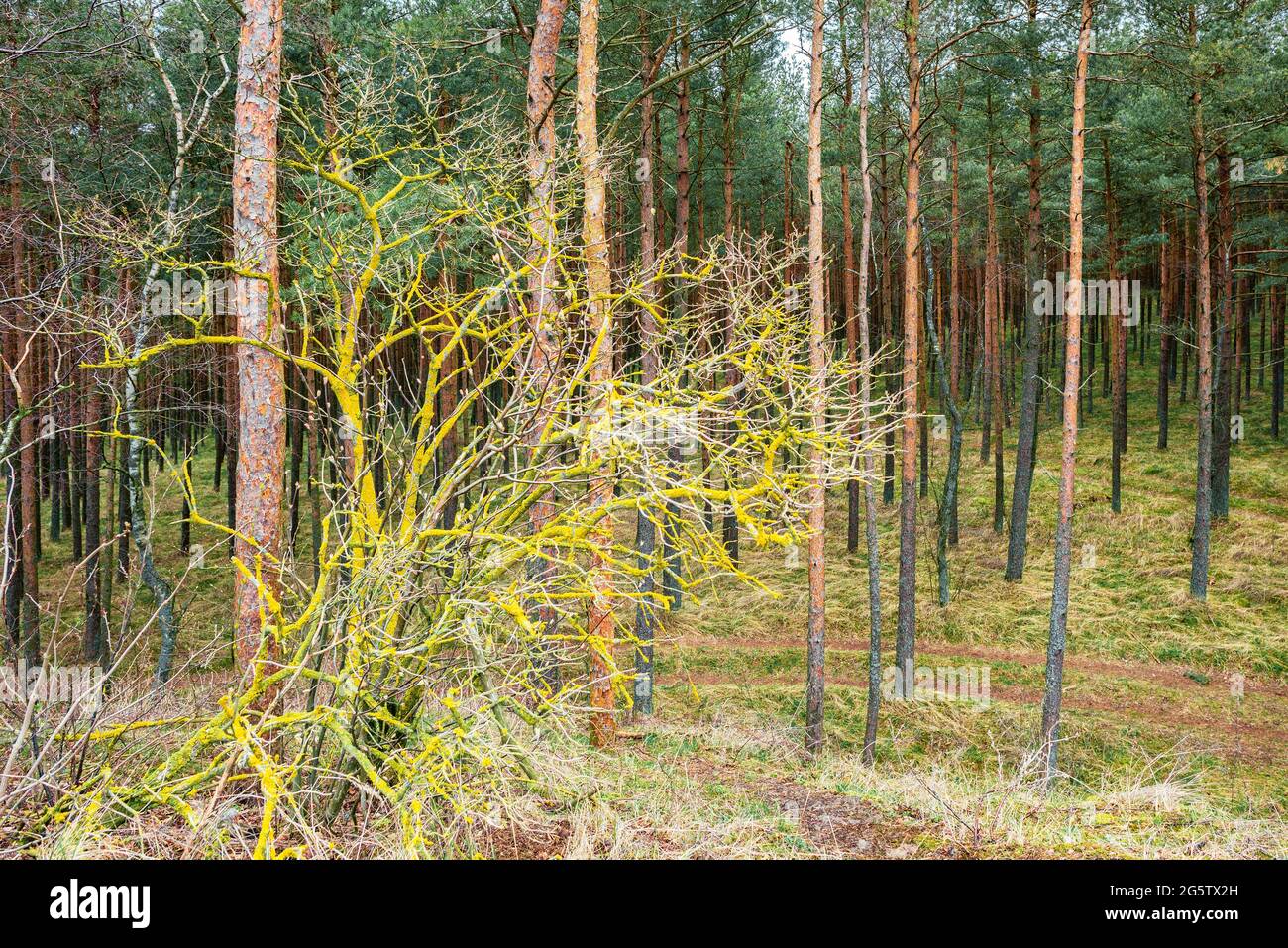 Ein Busch mit gelben Flechten vor dem Hintergrund eines Pinienwaldes überwuchert Stockfoto