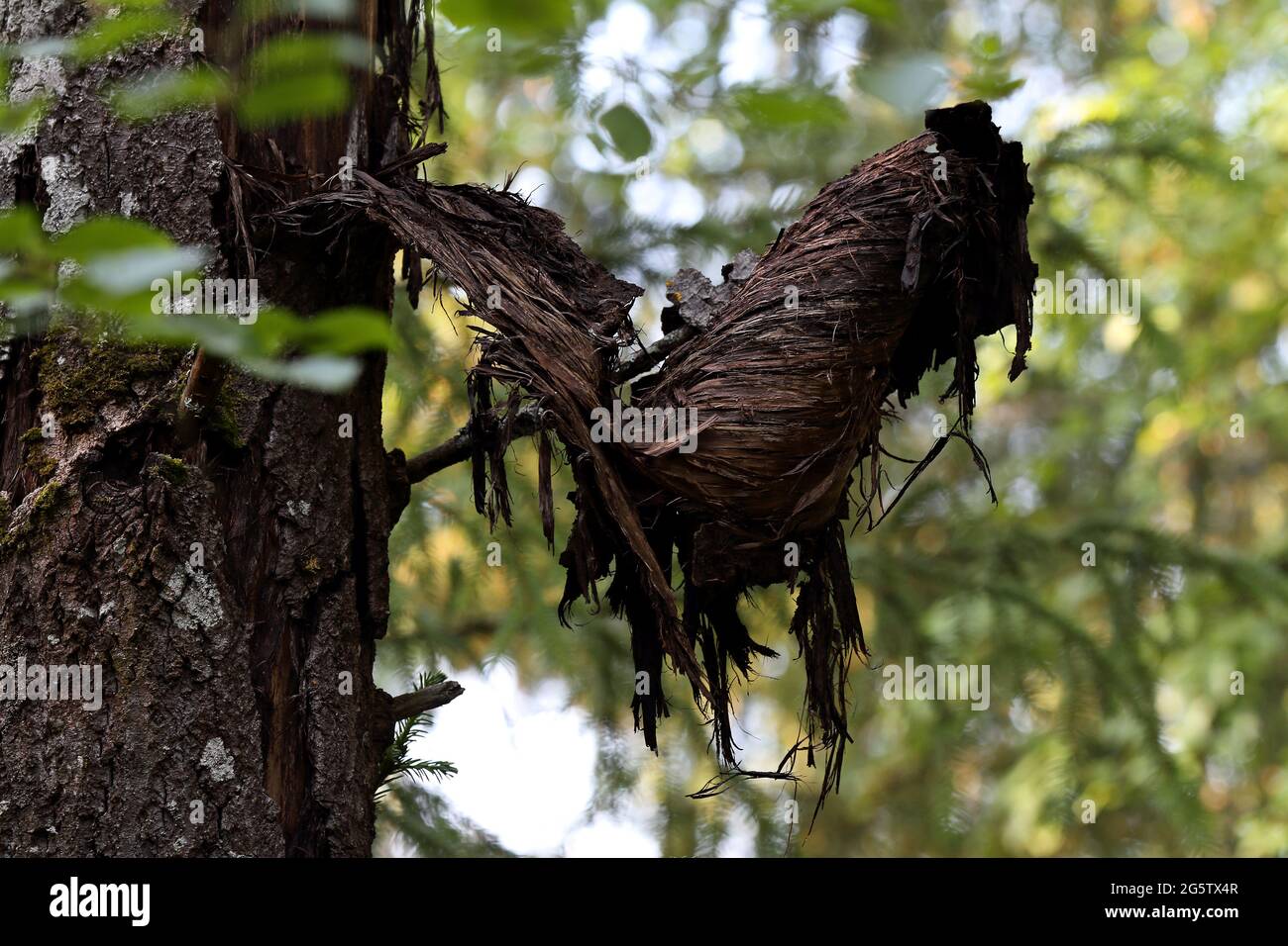 Sterbende Bäume nasse Rinde fällt in den Wald Stockfoto