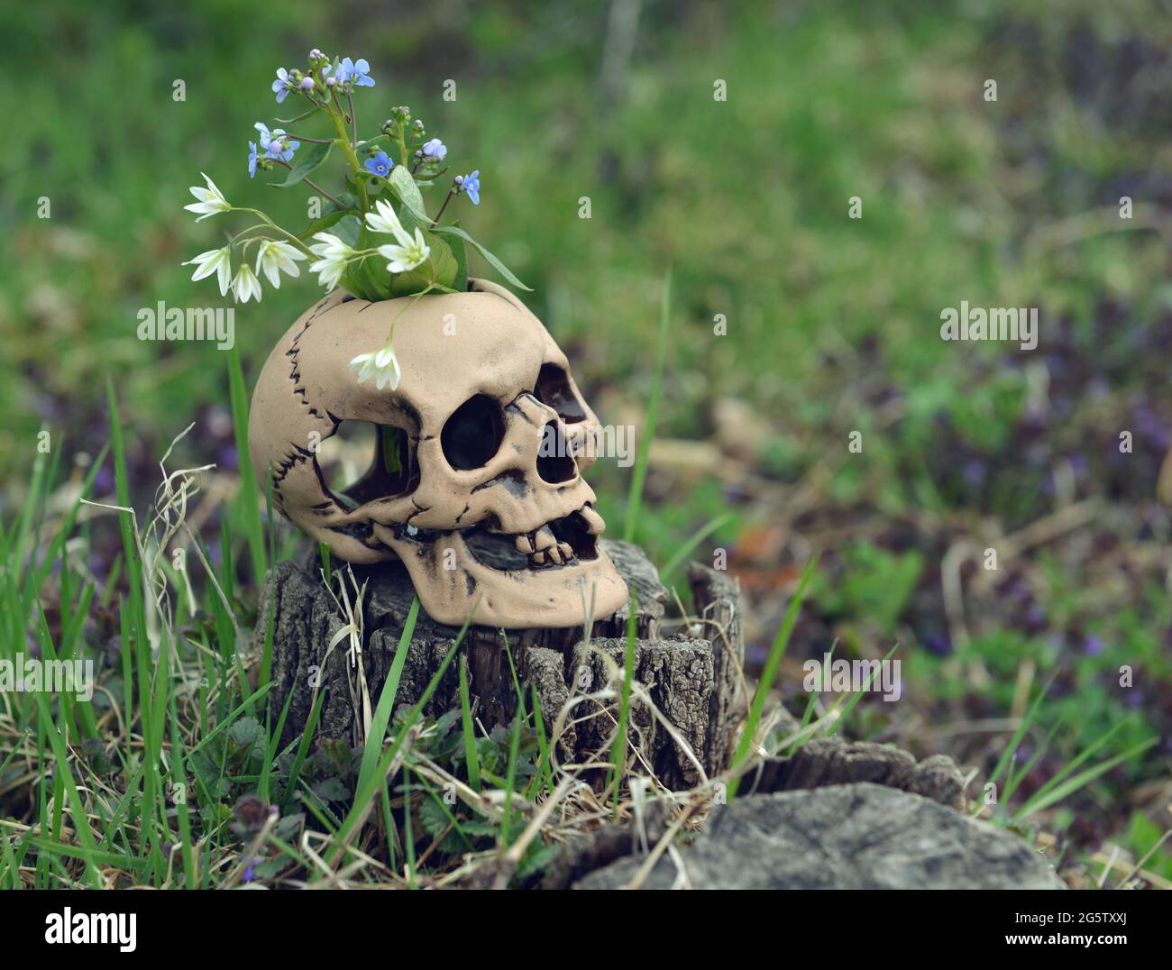 Totenkopf mit Blumen für Beltane Zauberritual im Frühling draußen. Esoterischer, gotischer und okkulter Hintergrund, Halloween Mystic und Wicca Konzept. Stockfoto