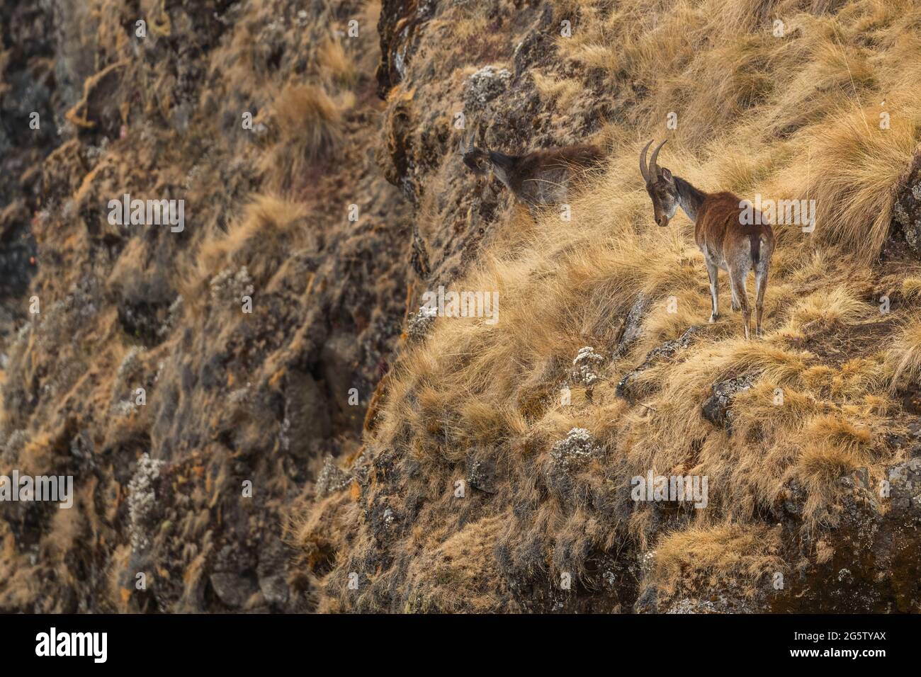 Walia Ibex - Capra walie, schöner endemischer Steinbock aus den Simian Bergen, Äthiopien. Stockfoto