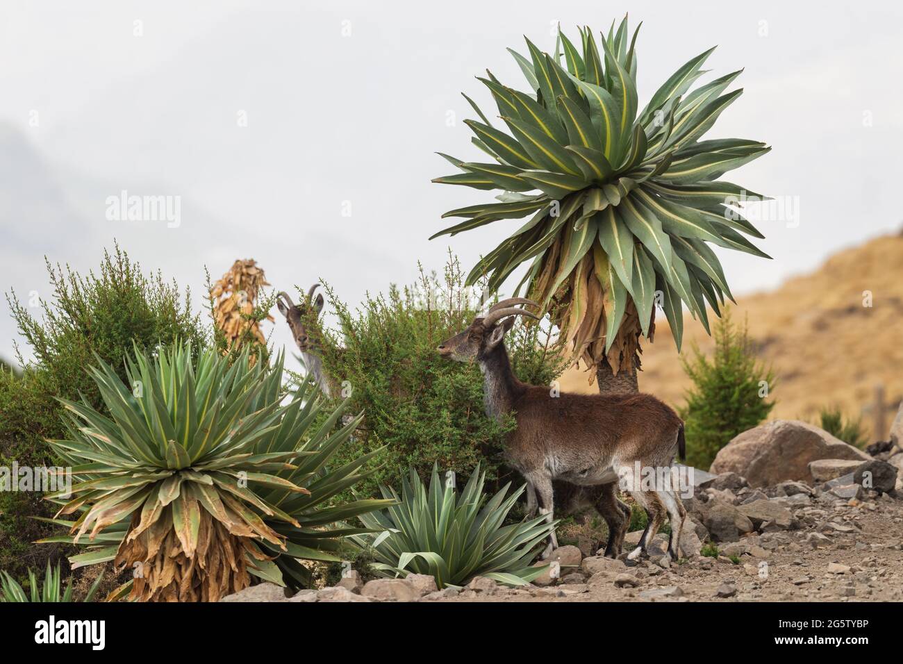 Walia Ibex - Capra walie, schöner endemischer Steinbock aus den Simian Bergen, Äthiopien. Stockfoto