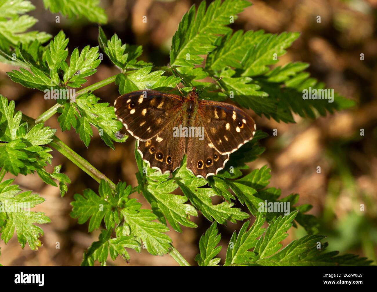Ein häufiger, aber leicht zu übersehener Schmetterling die Tarnung des gesprenkelten Holzes ist ideal für seinen angestrahlten Lichtlebensraum. Es ist ein Zubringer von Baumkränenbäumen Stockfoto