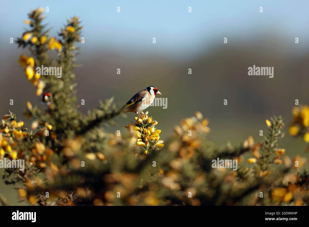 Goldfinch thront auf einem blühenden Ginsterbusch Stockfoto
