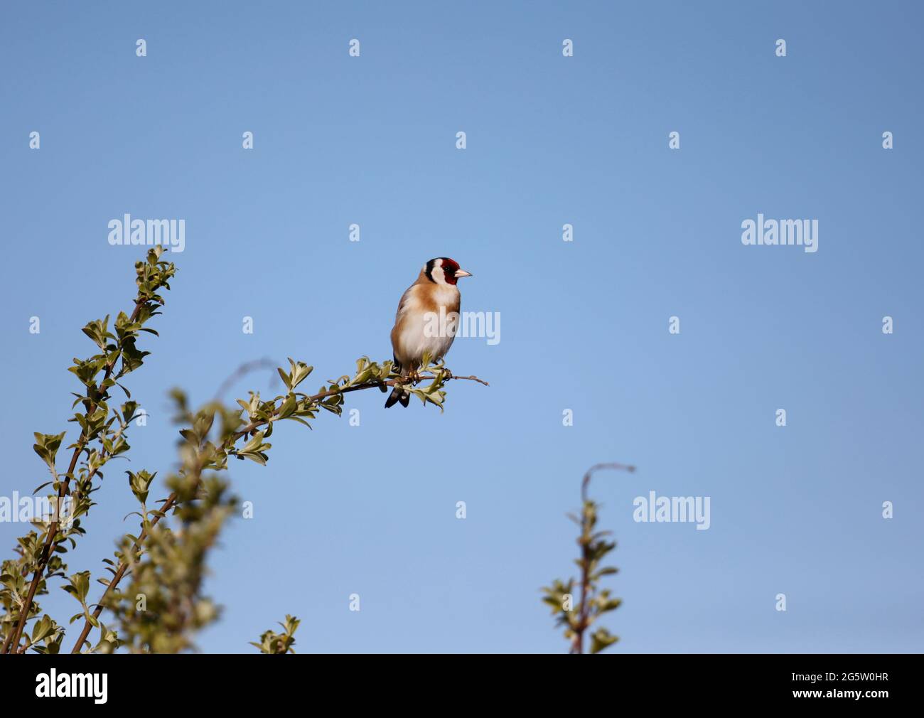 Goldfinch thront auf einem blühenden Ginsterbusch Stockfoto