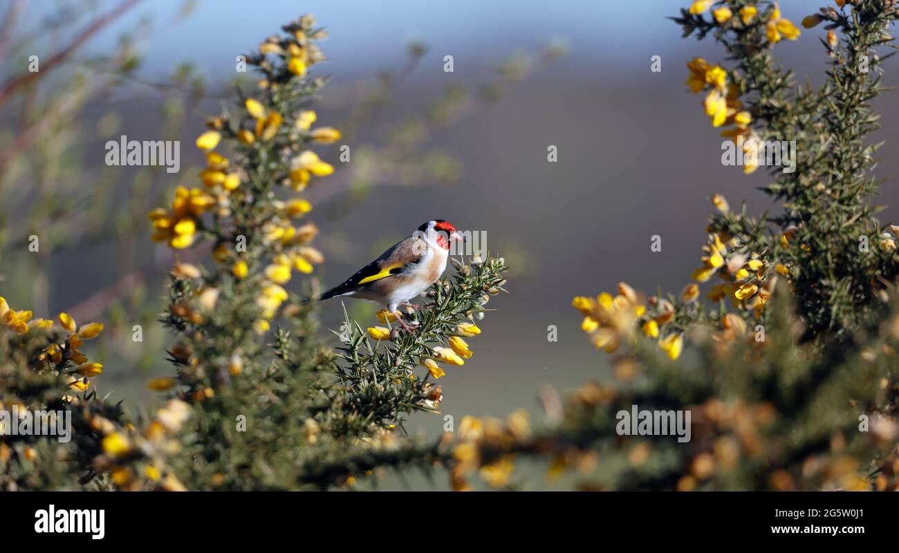 Goldfinch thront auf einem blühenden Ginsterbusch Stockfoto