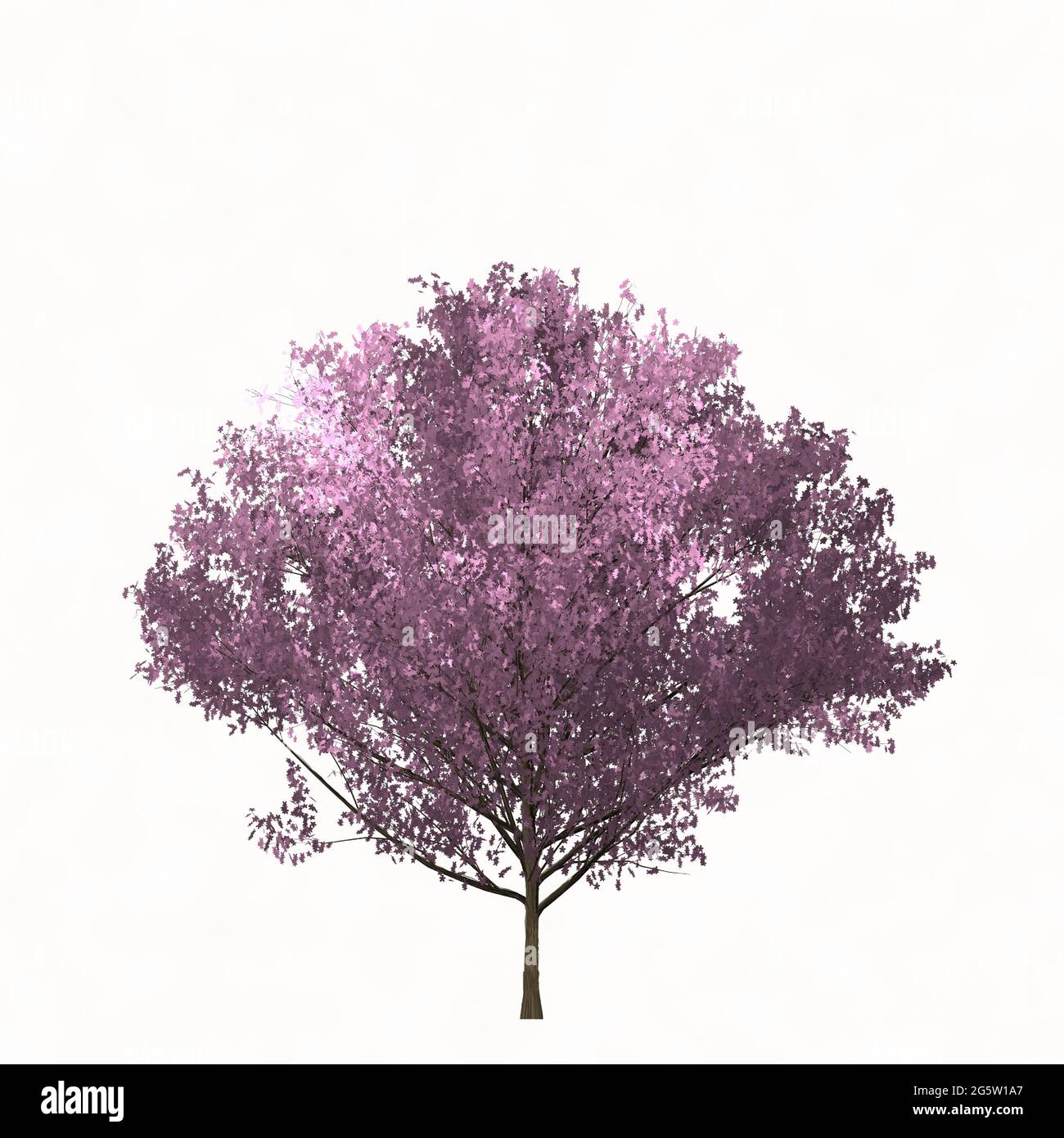 Sakura-Baum isoliert auf Weiß. Einfache Vektordarstellung. Farbvektor Einfache Illustration. Stock Vektor