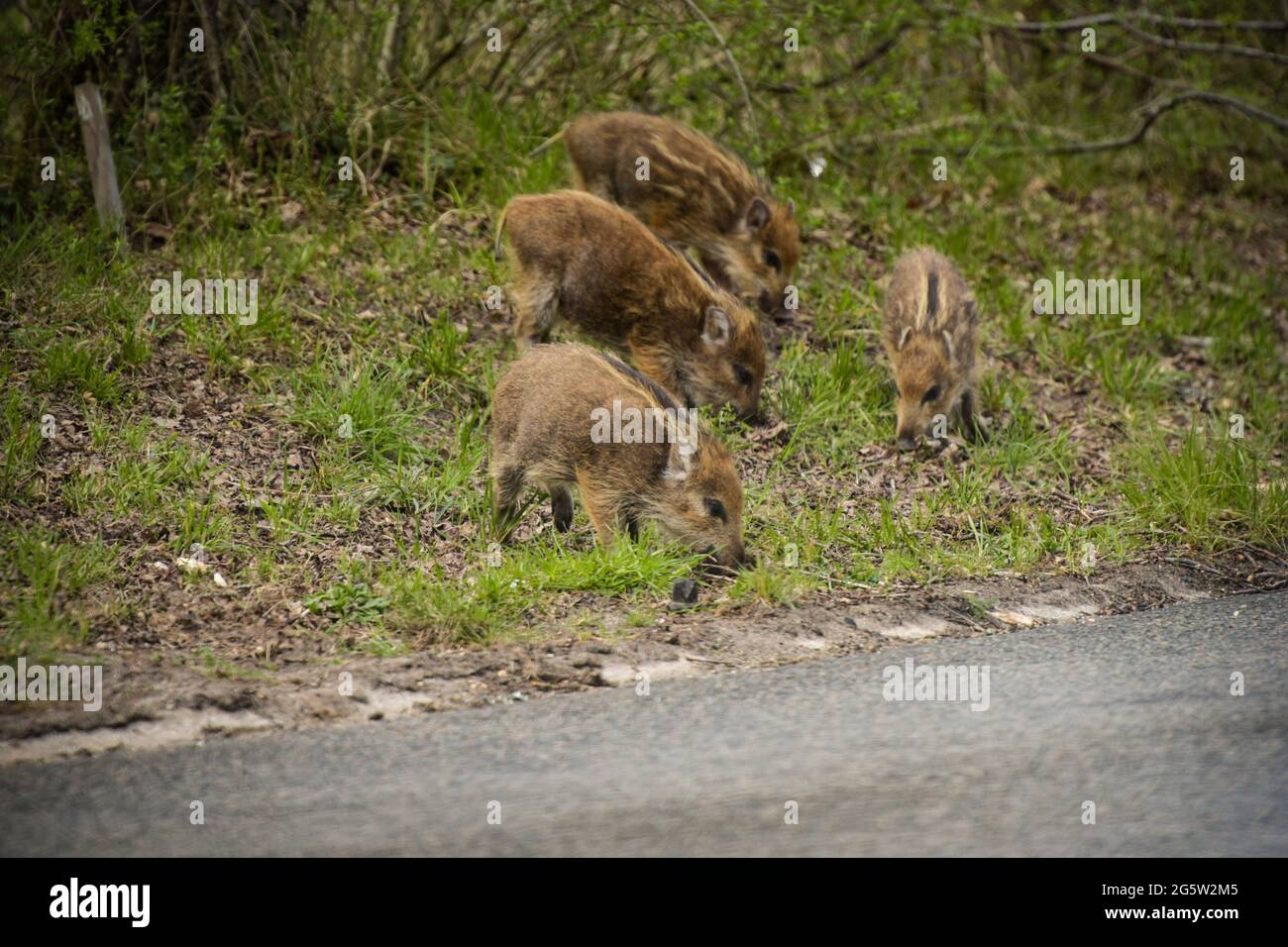 Wildschwein im wald -Fotos und -Bildmaterial in hoher Auflösung - Seite ...