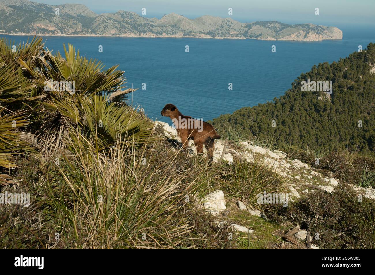 Mallorca Ziege, Mallorca, Balearen, Spanien Stockfoto