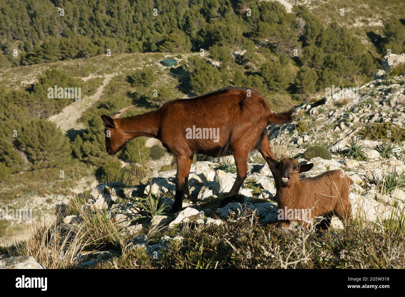 Mallorca Ziege, Mallorca, Balearen, Spanien Stockfoto