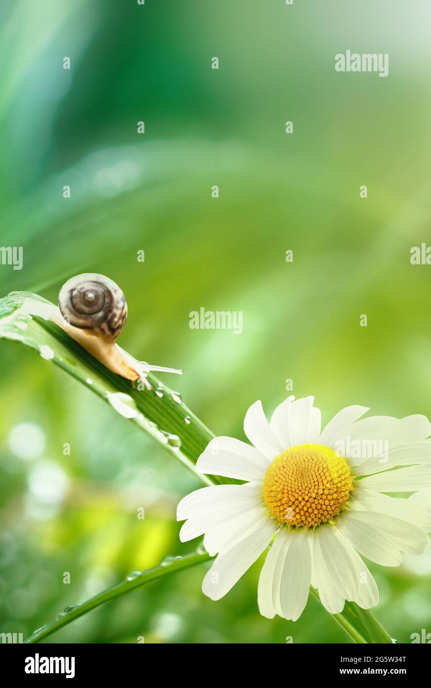 Eine kleine Schnecke in den Strahlen der Sonne in Wassertropfen auf dem grünen Gras kriecht. Natur nach dem Regen. Schöner natürlicher Sommer- oder Frühlingsrückstand Stockfoto