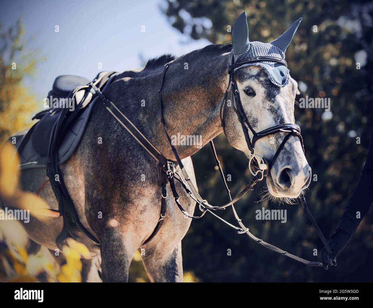 Porträt eines schönen grauen Rennpferdes mit einem Sattel auf dem Rücken, das von einem Pferdezüchter am Zaumzeug an einem sonnigen Tag unter dem Laub des Tr geführt wird Stockfoto