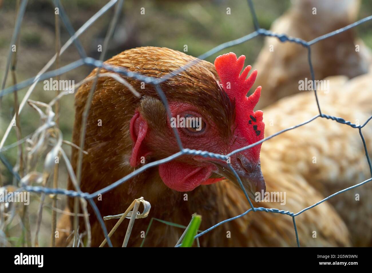 Huhn auf der Suche durch Maschendraht Stockfoto