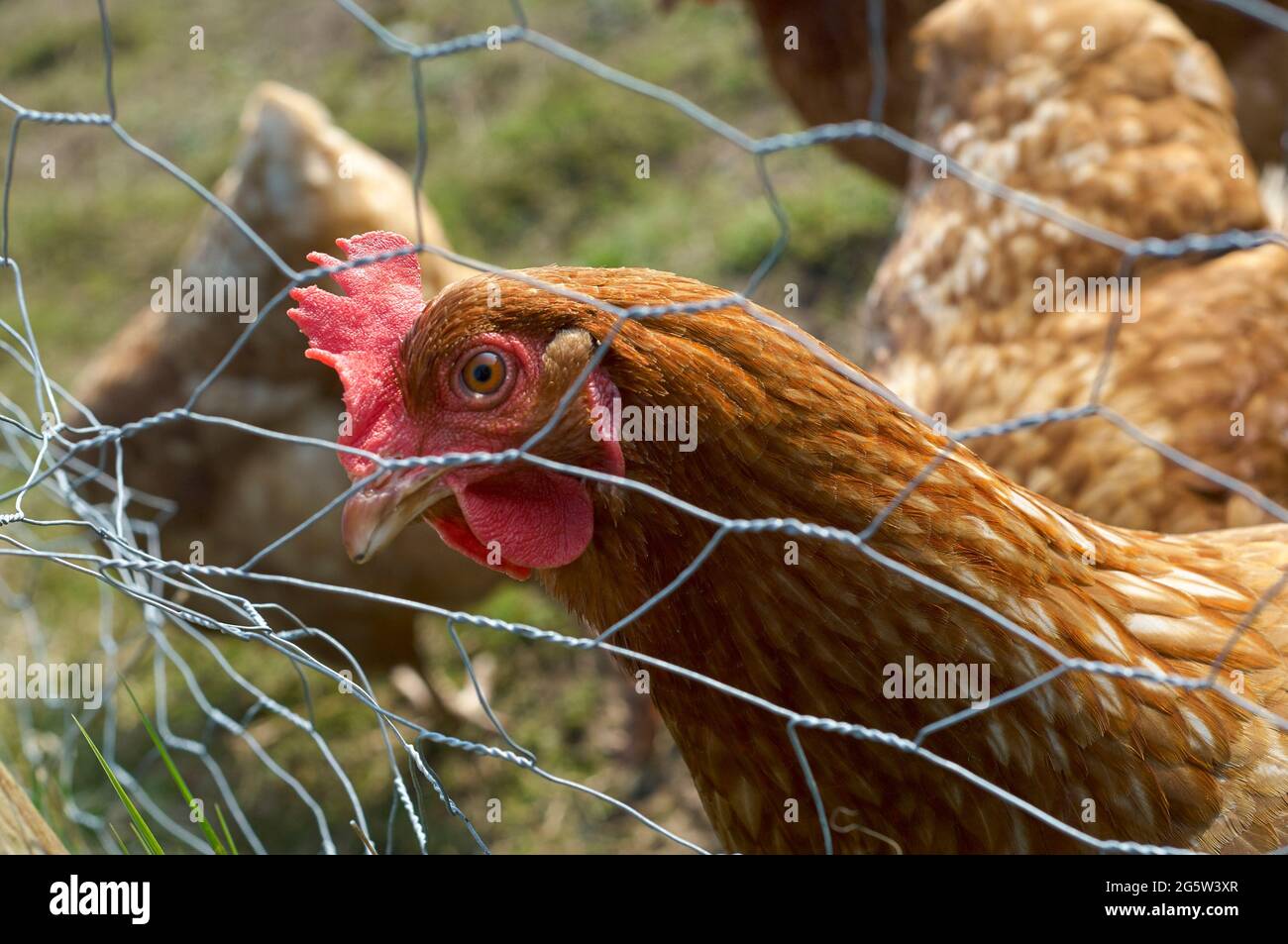 Huhn auf der Suche durch Maschendraht Stockfoto