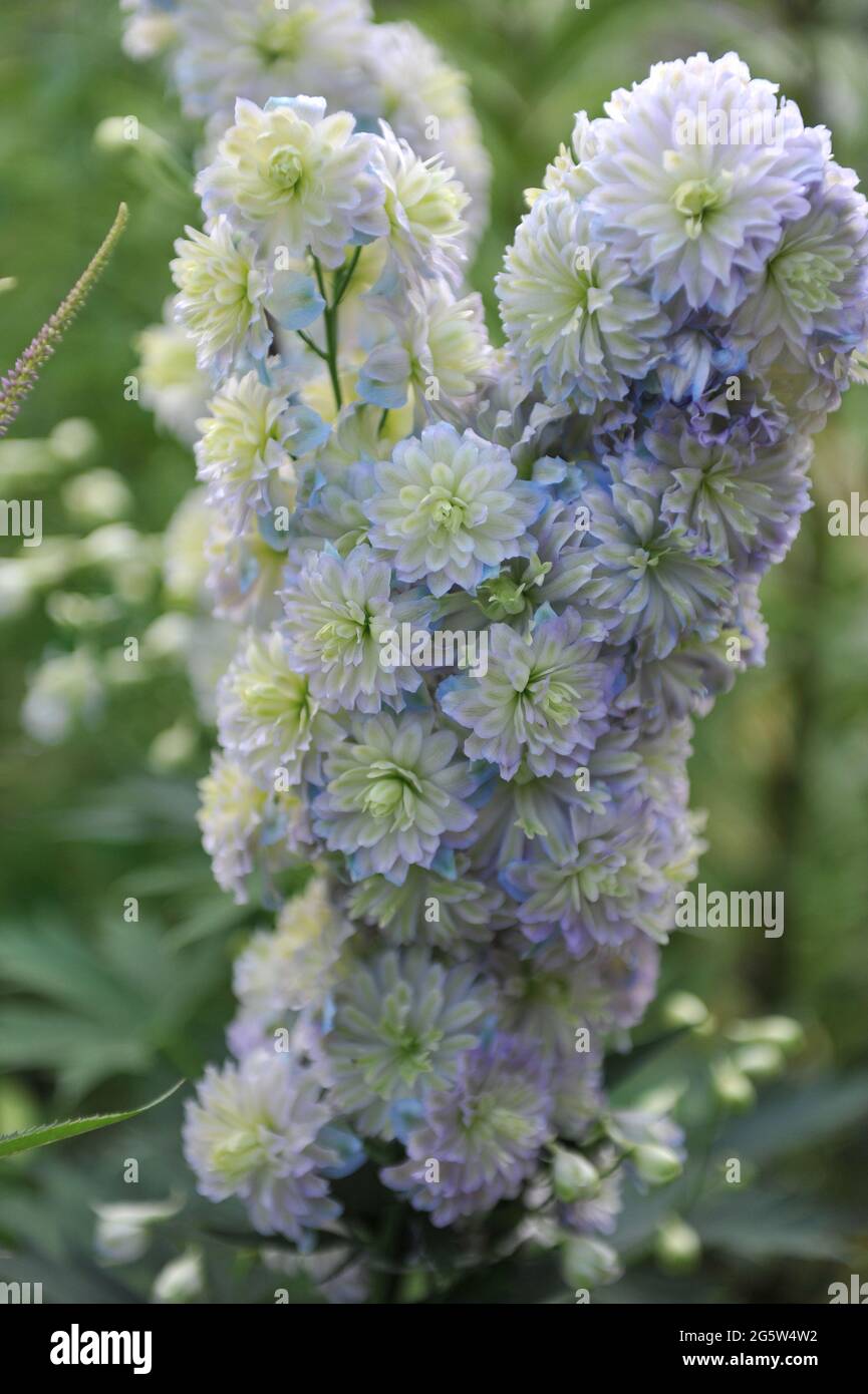 Doppelblühiger weißer Lerchensporn (Delphinium) Mondschein blüht im Juli in einem Garten Stockfoto