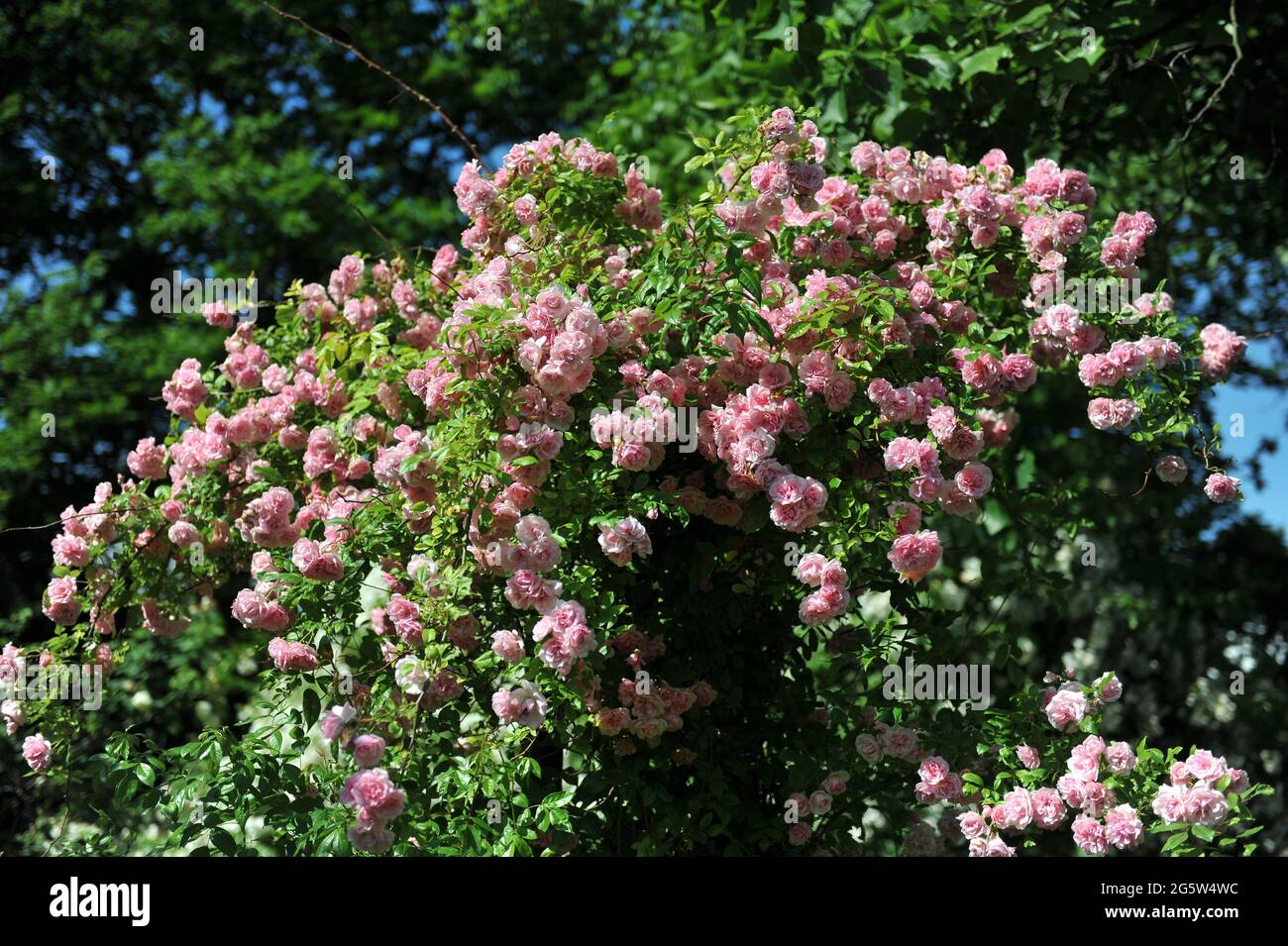 Pink Climbing Hybrid Multiflora Rose (Rosa) Paul's Tea Rambler blüht im Juni in einem Garten Stockfoto