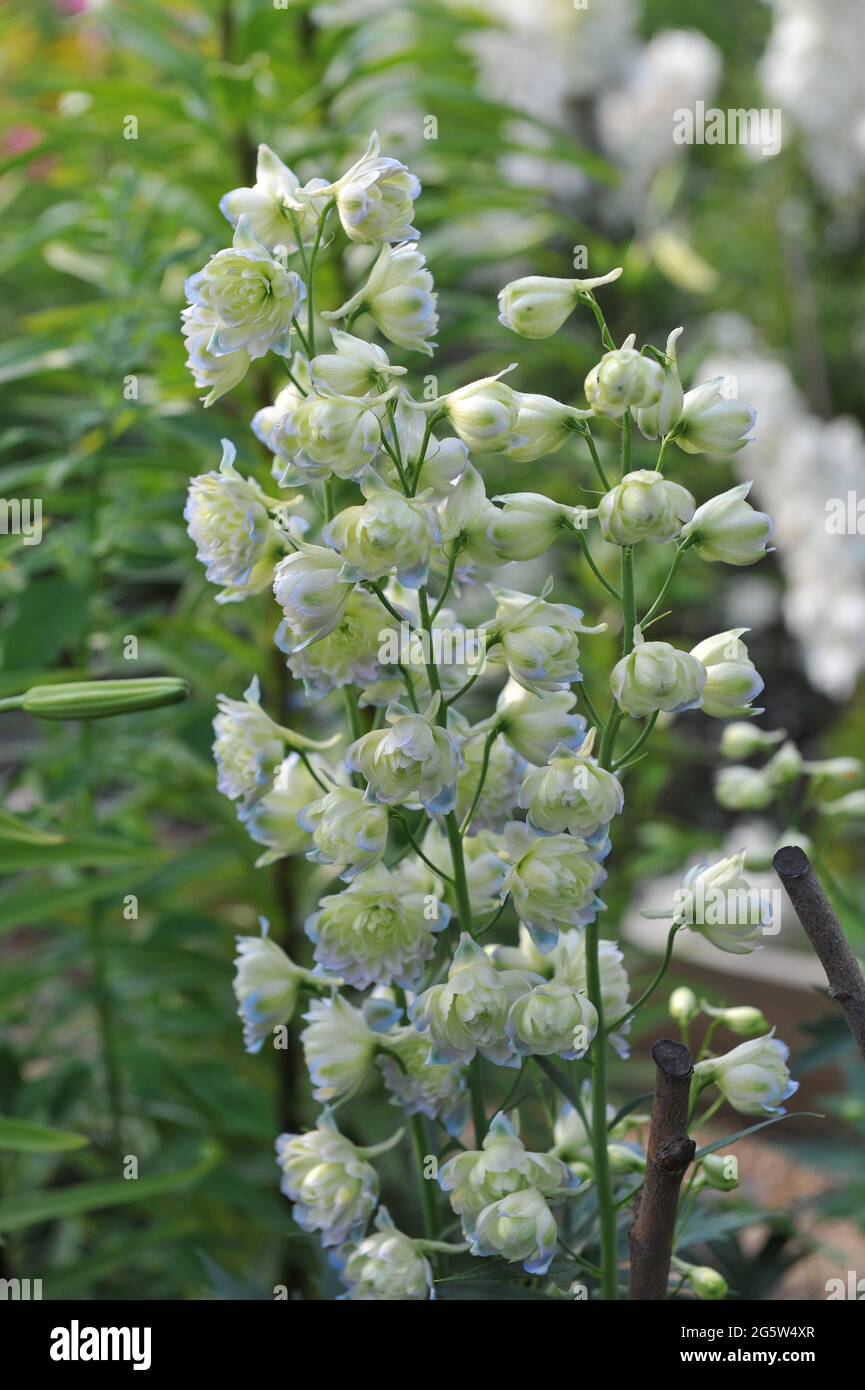 Doppelblühiger weißer Lerchensporn (Delphinium) Mondschein blüht im Juli in einem Garten Stockfoto