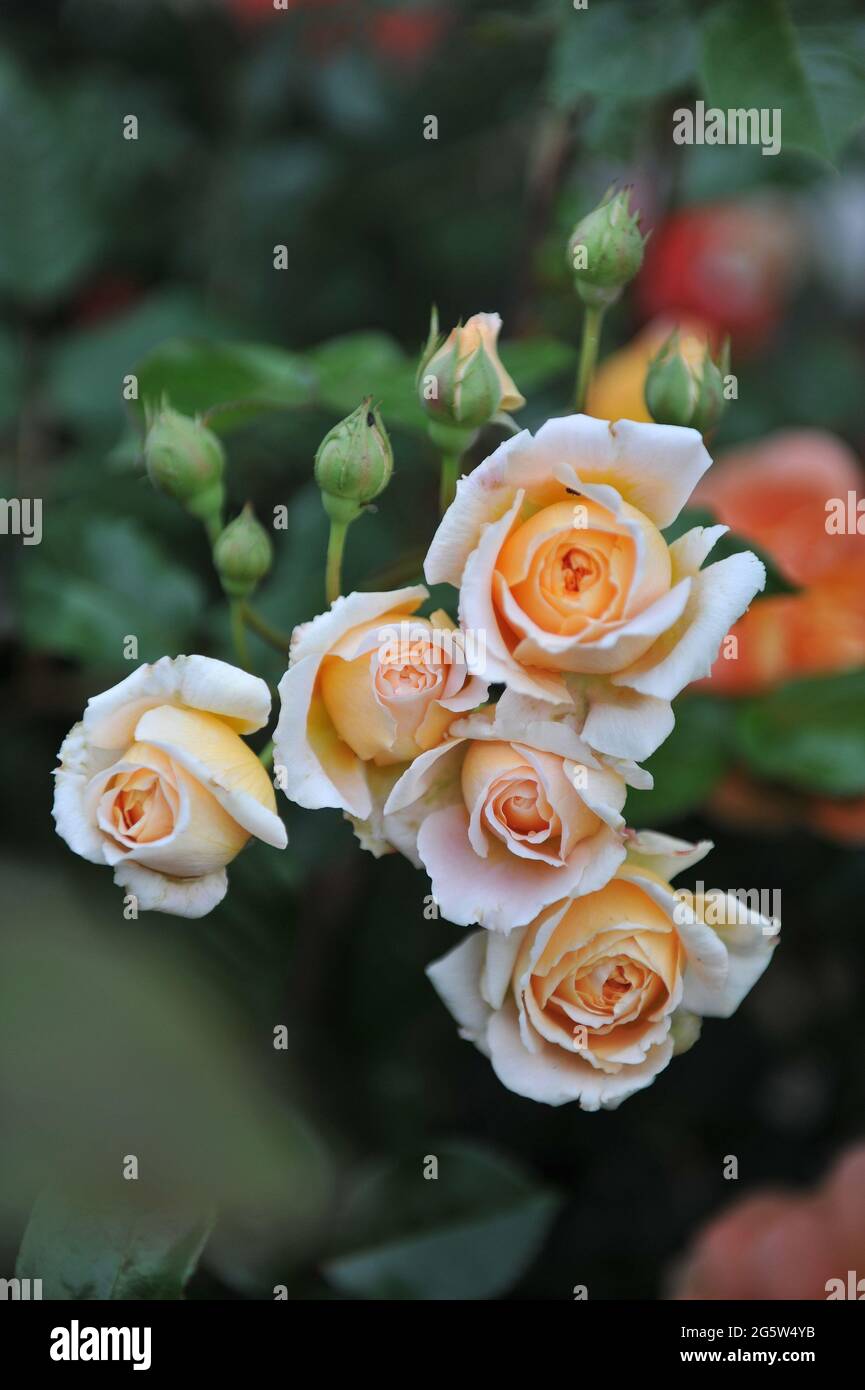 Aprikosengelbe englische Strauchrose (Rosa) Kronprinzessin Margareta blüht im Juni in einem Garten Stockfoto