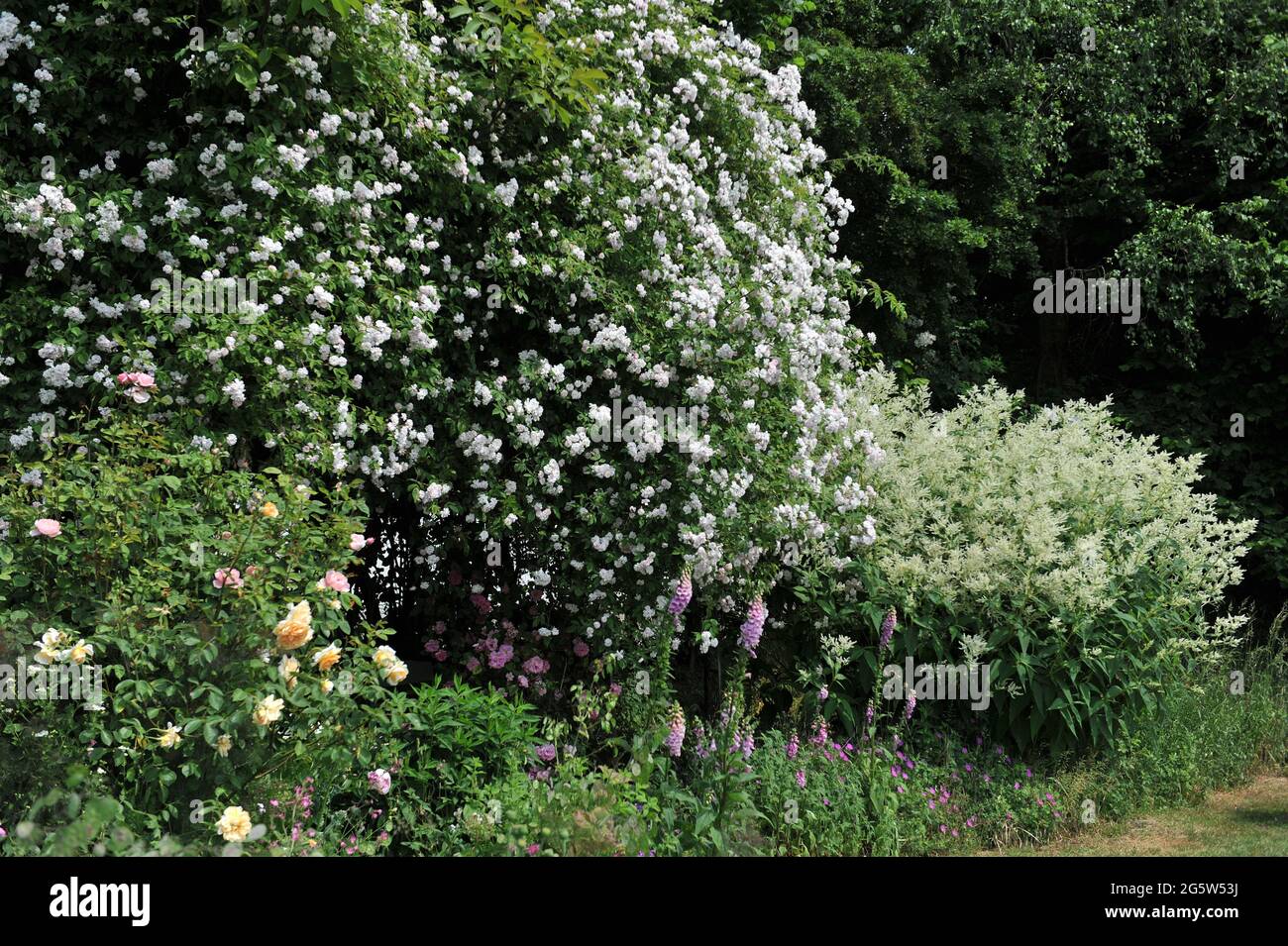 Rosen auf einem Bogen und Polygonum polymorphum blühen im Juni im Garten Stockfoto