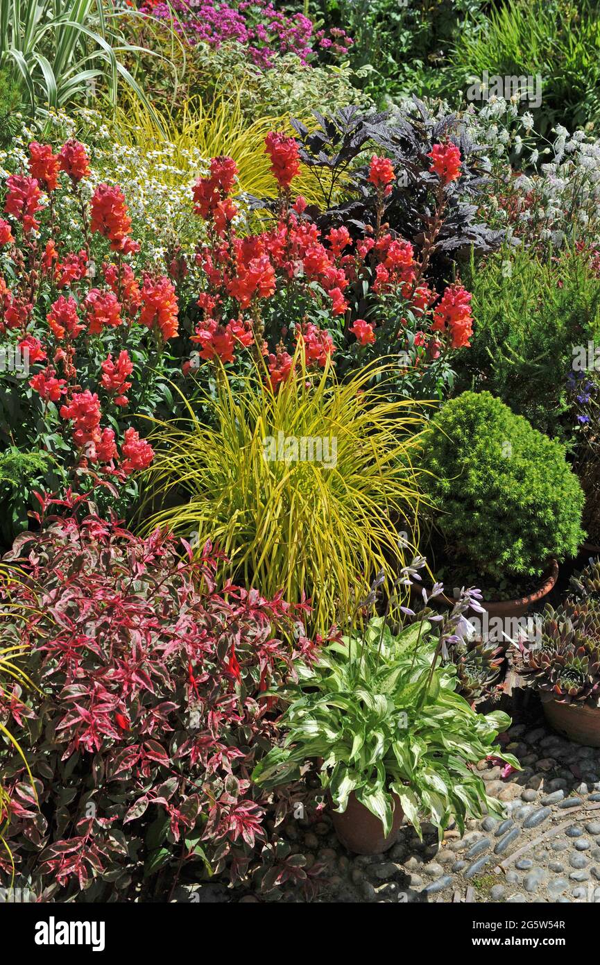 Der goldene Sedge von Bowles (Carex elata Aurea) wächst im Juli in einem Terracotta-Topf mit Snakdrachen, Hostas und Nadelbäumen in einem Container-Terrassengarten Stockfoto