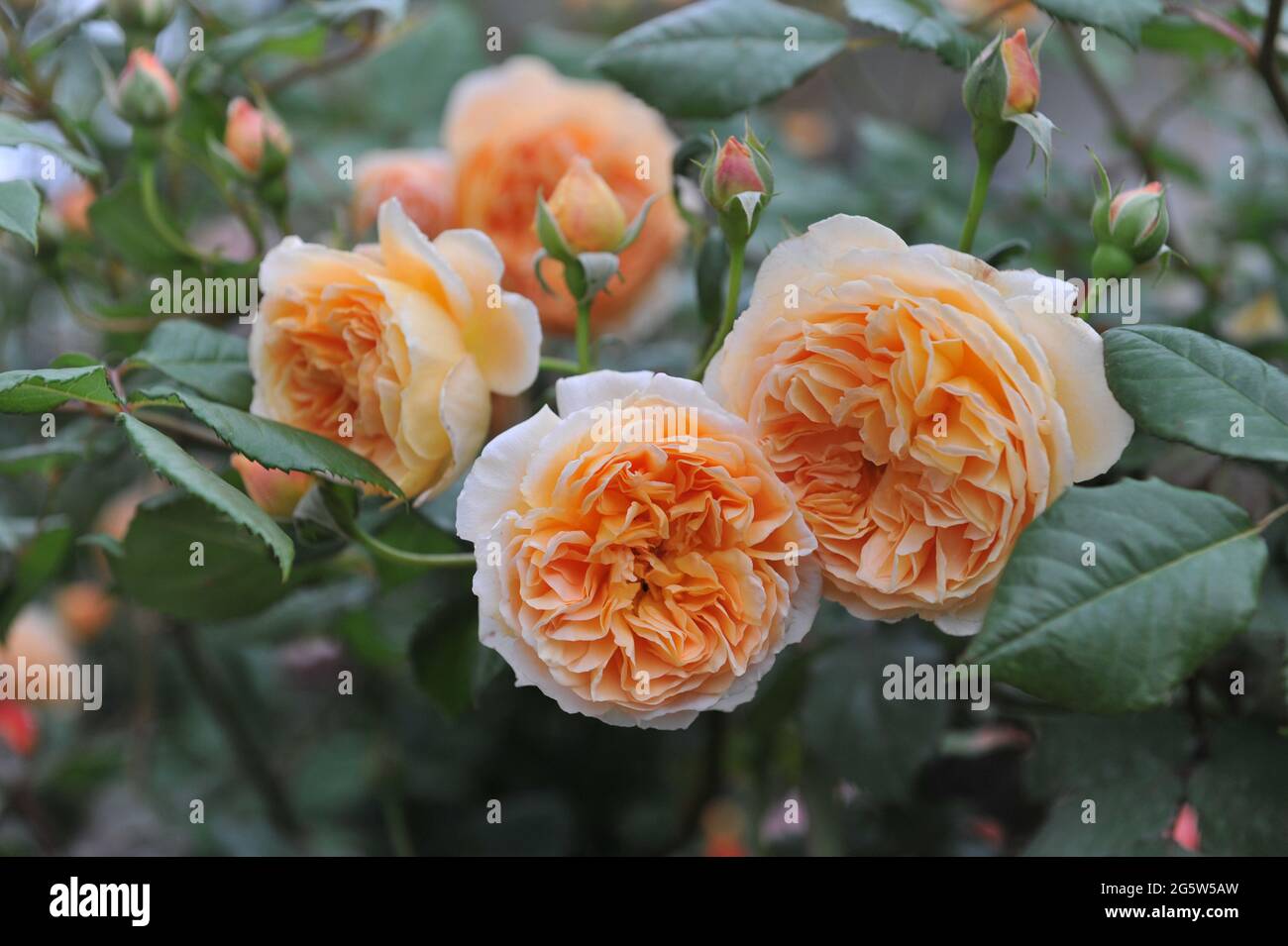 Aprikosengelbe englische Strauchrose (Rosa) Kronprinzessin Margareta blüht im Juni in einem Garten Stockfoto