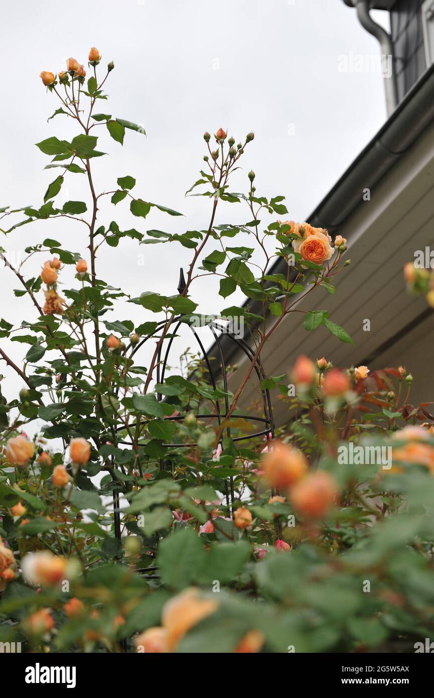 Aprikosengelbe englische Strauchrose (Rosa) Kronprinzessin Margareta blüht im Juni in einem Garten Stockfoto