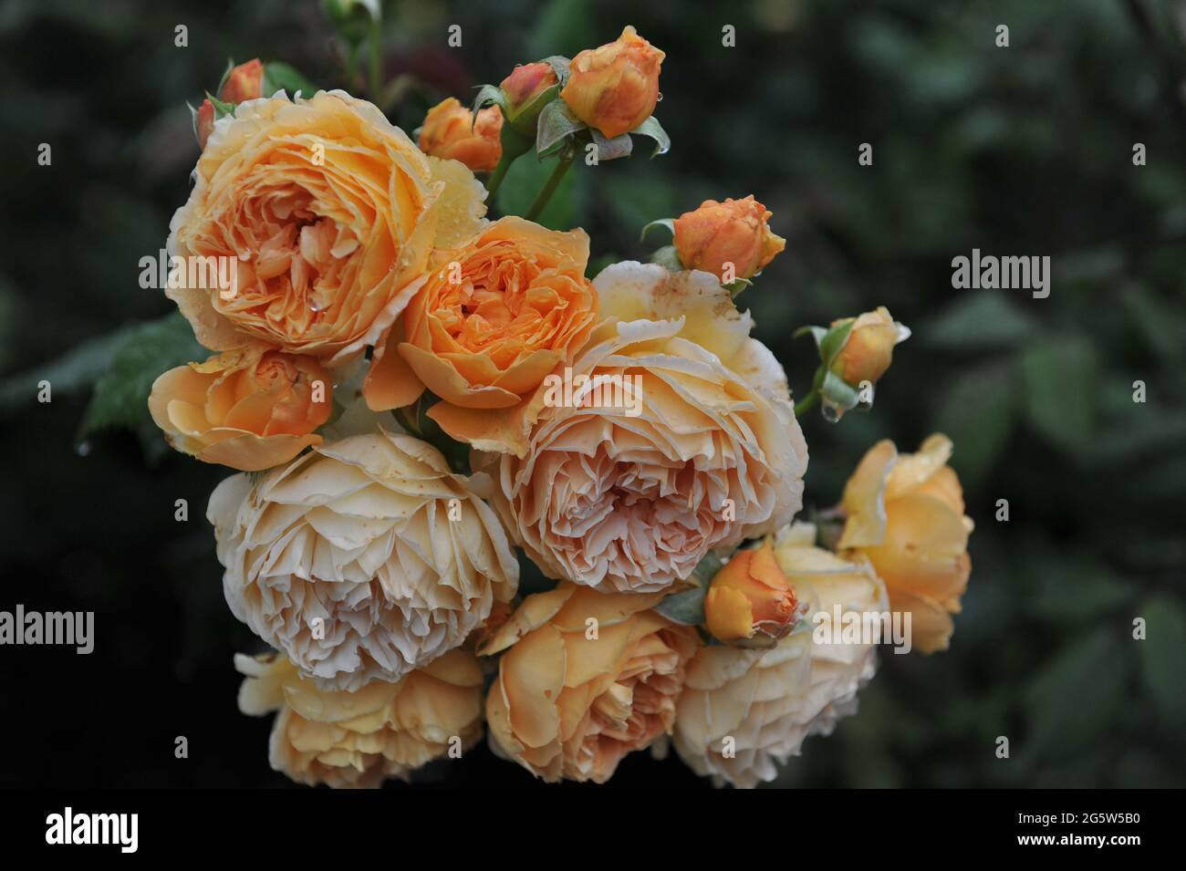 Aprikosengelbe englische Strauchrose (Rosa) Kronprinzessin Margareta blüht im Juli in einem Garten Stockfoto