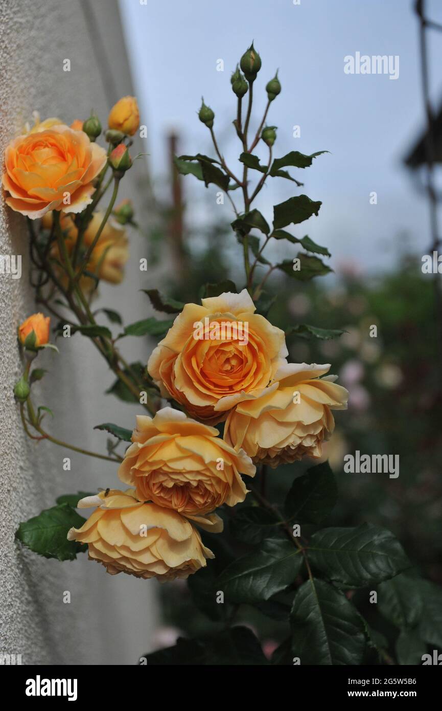 Aprikosengelbe englische Strauchrose (Rosa) Kronprinzessin Margareta blüht im Juni in einem Garten Stockfoto