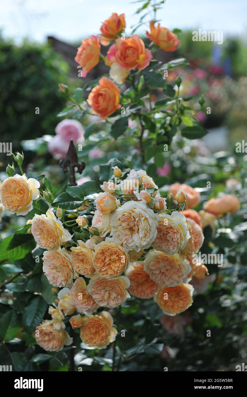 Aprikosengelbe englische Strauchrose (Rosa) Kronprinzessin Margareta blüht im Juli in einem Garten Stockfoto