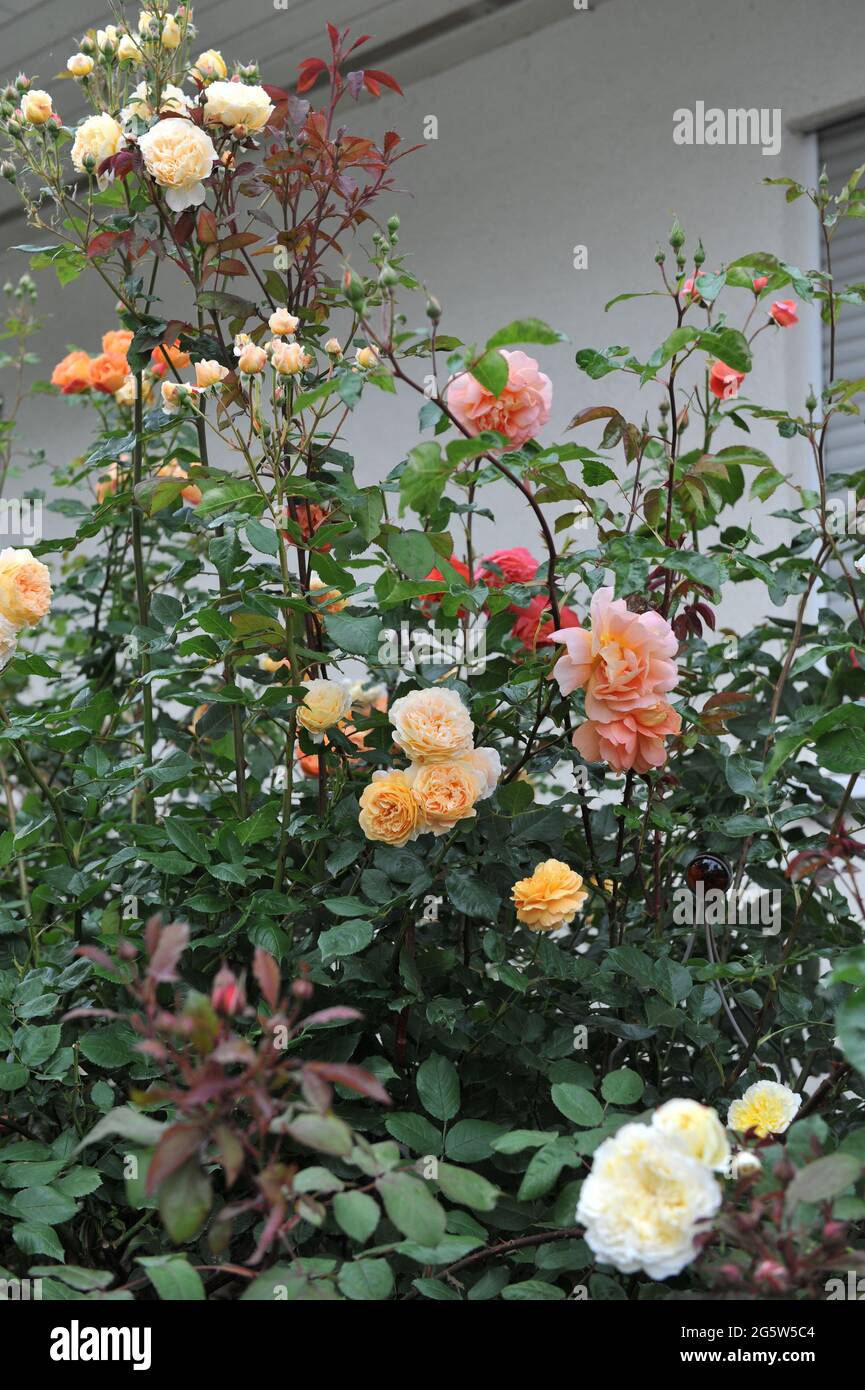 Aprikosengelbe englische Strauchrose (Rosa) Kronprinzessin Margareta blüht im Juni in einem Garten Stockfoto