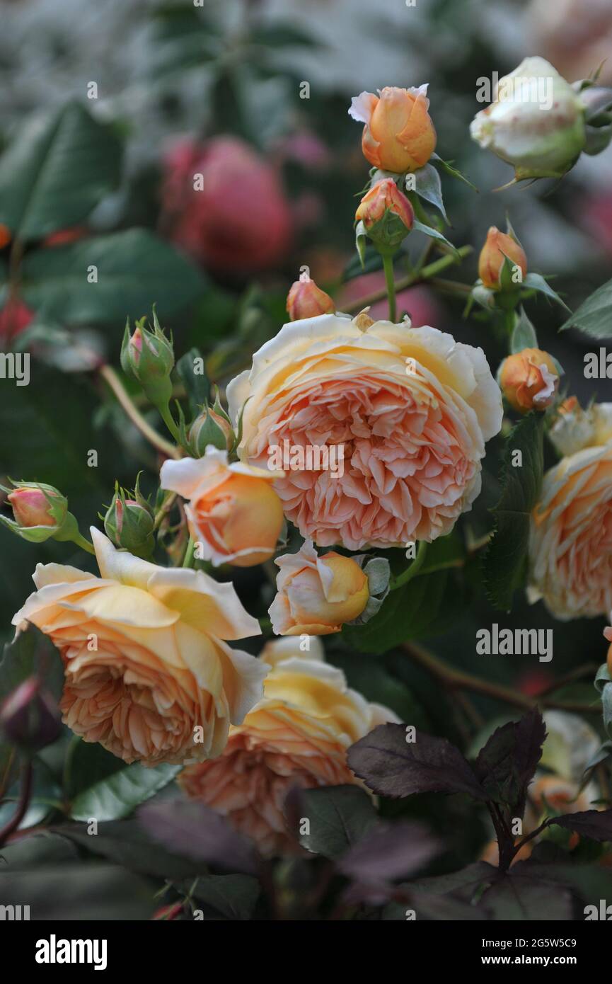 Aprikosengelbe englische Strauchrose (Rosa) Kronprinzessin Margareta blüht im Juli in einem Garten Stockfoto