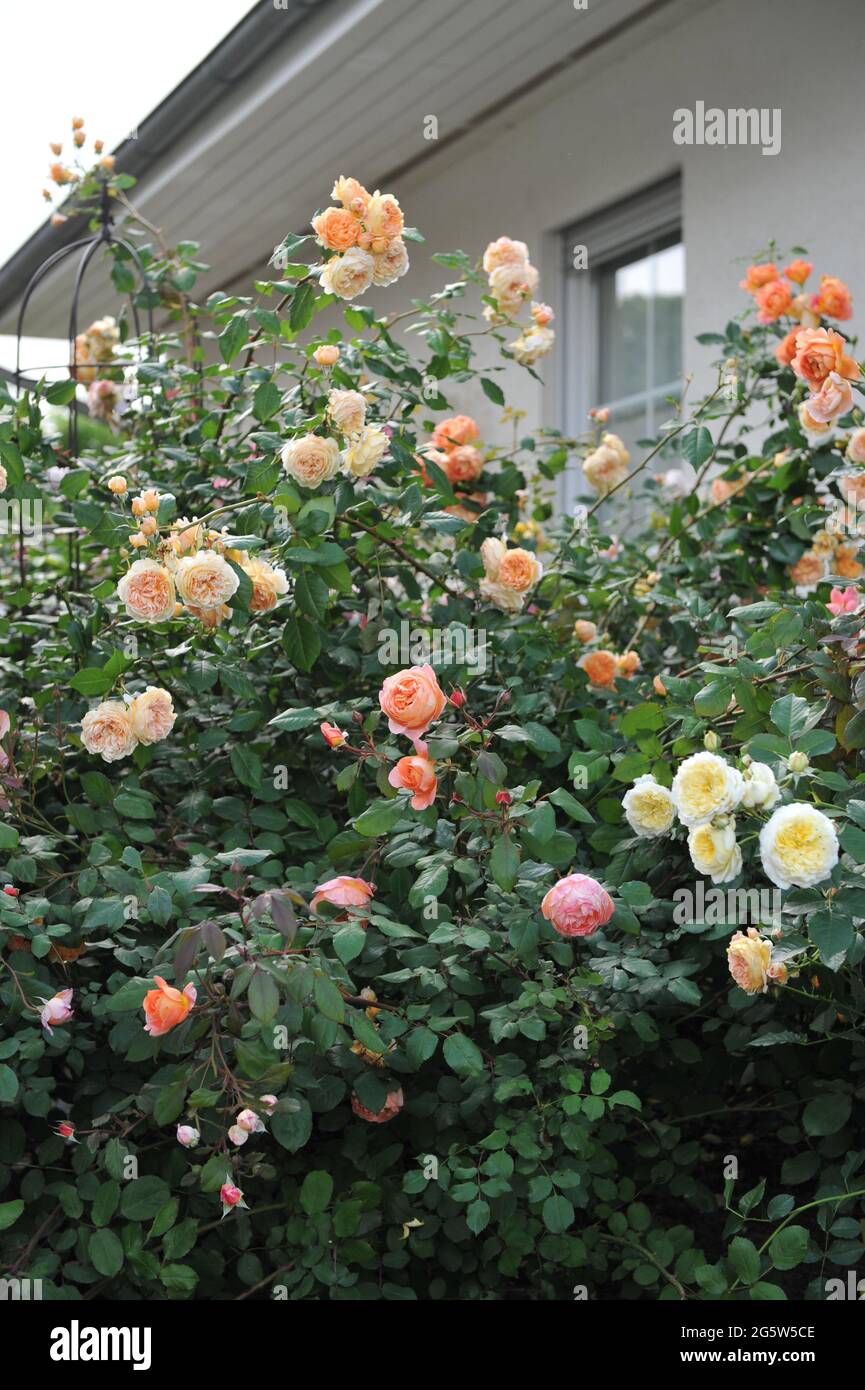 Aprikosengelbe englische Strauchrose (Rosa) Kronprinzessin Margareta blüht im Juli in einem Garten Stockfoto