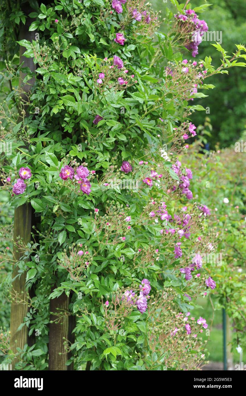 Lila Klettern die Hybride Wichurana Rose (Rosa) Donau blüht im Juni in einem Garten Stockfoto