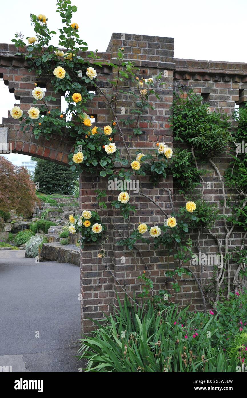 Gelbe großblütige Kletterrose (Rosa) Traumende Spitzen blühen im Mai in einem Garten auf einer Ziegelmauer Stockfoto
