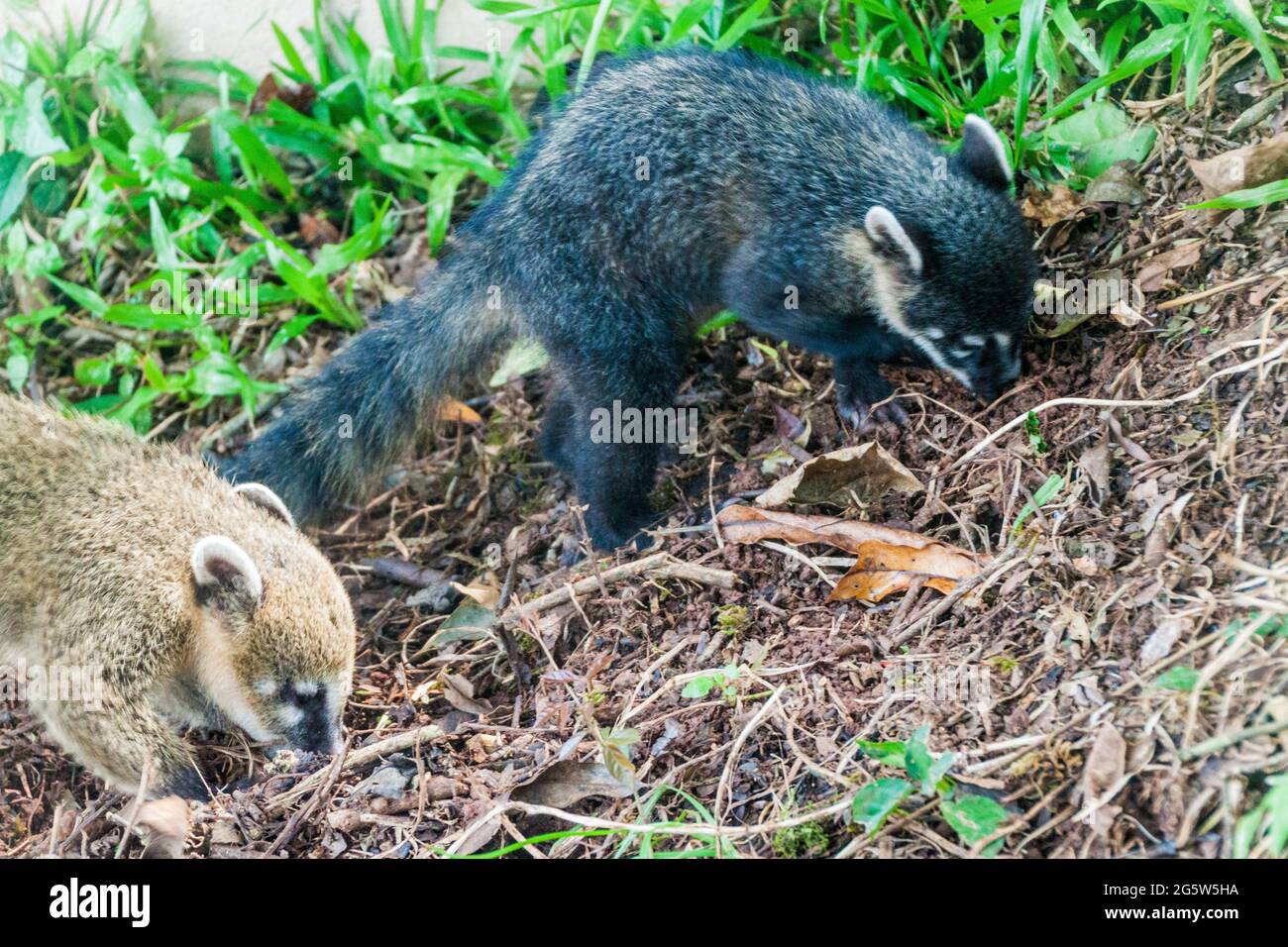 Coati in Iguacu (Iguazu) fällt an einer Grenze zwischen Brasilien und Argentinien Stockfoto