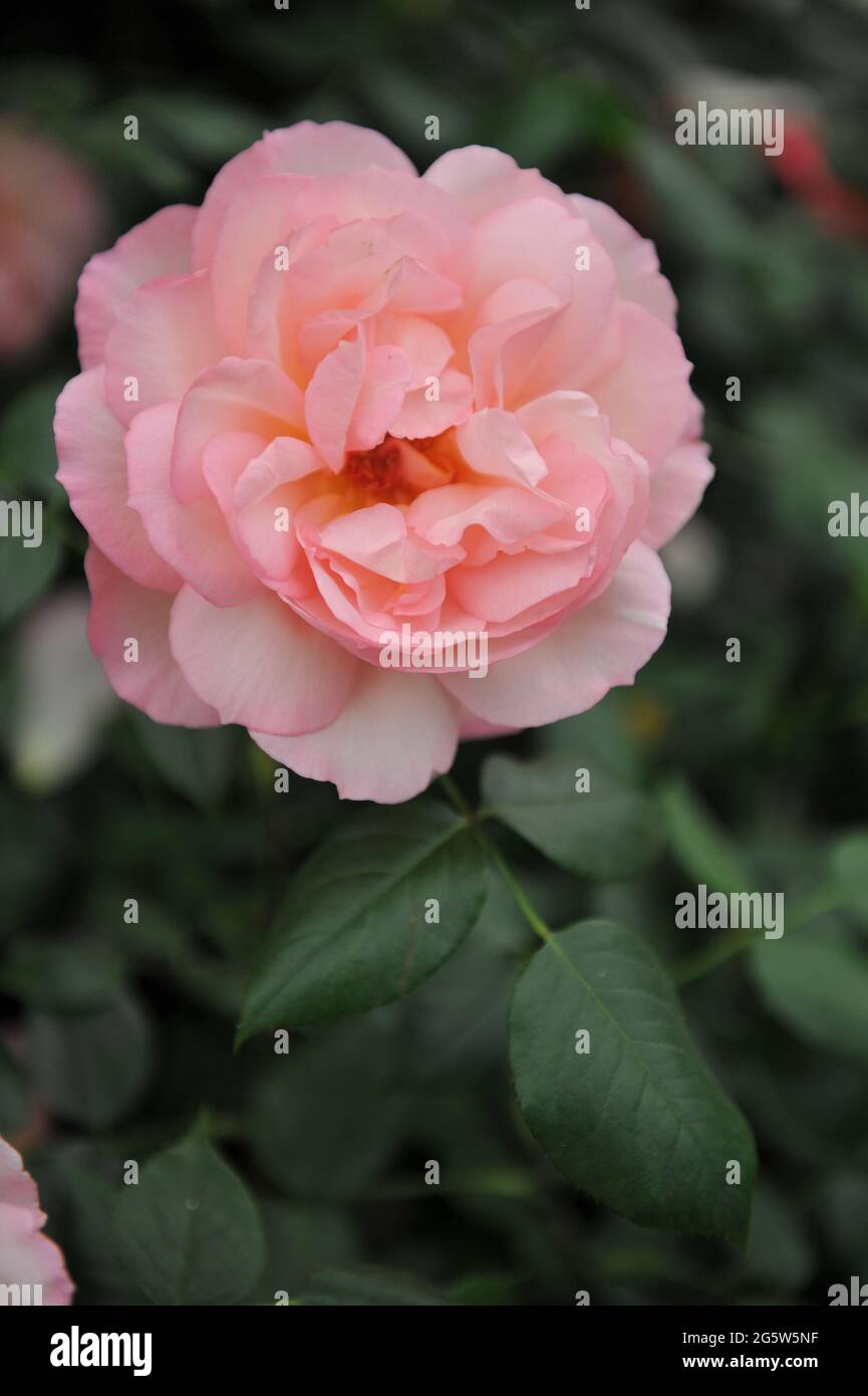 Korallen-rosa Kletterrose (Rosa) Duftfest blüht auf einer Ausstellung im Mai Stockfoto