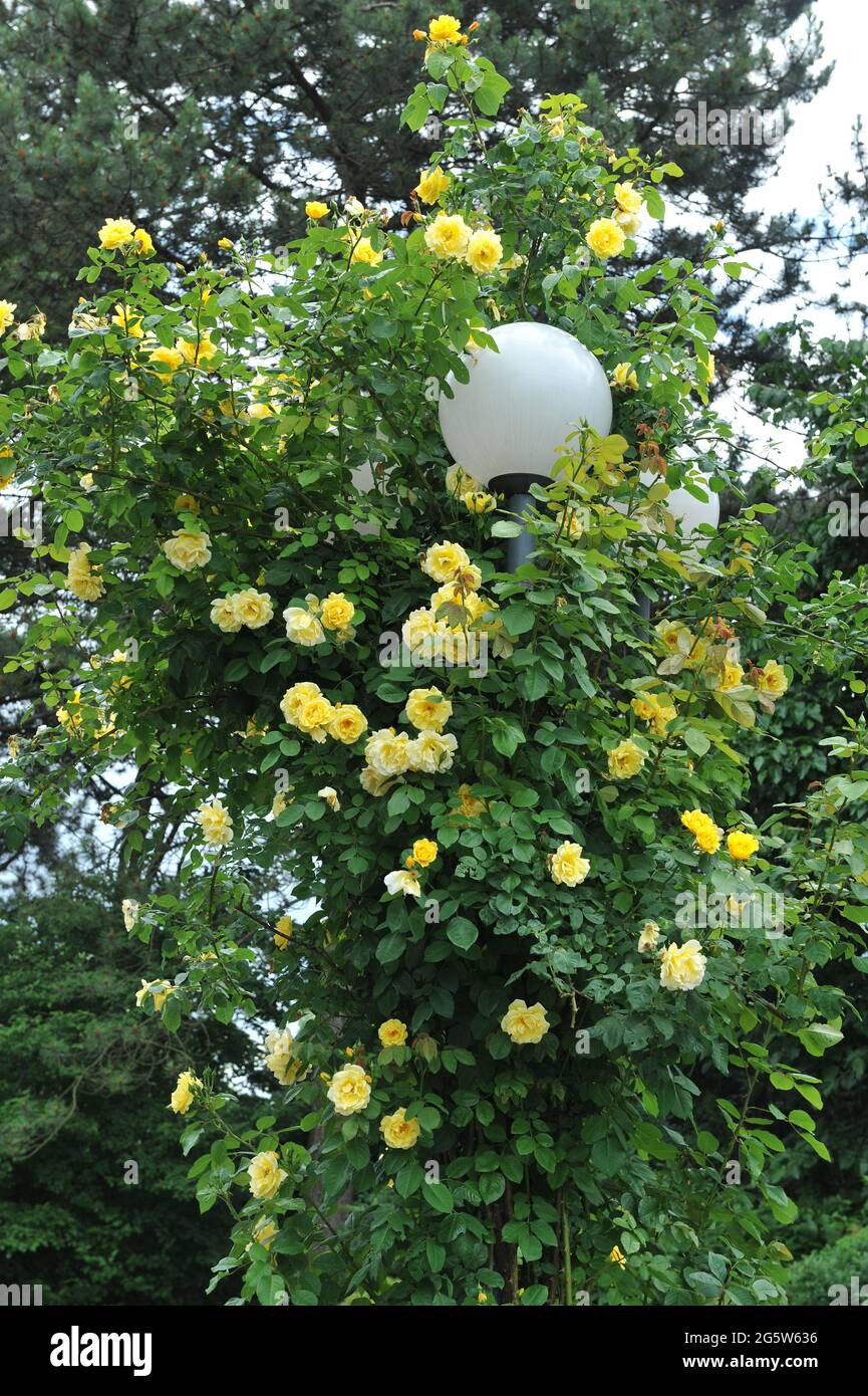 Gelbe großblütige Kletterrose (Rosa) das Golden Gate blüht im Juni auf einem Laternenpfosten in einem Garten Stockfoto