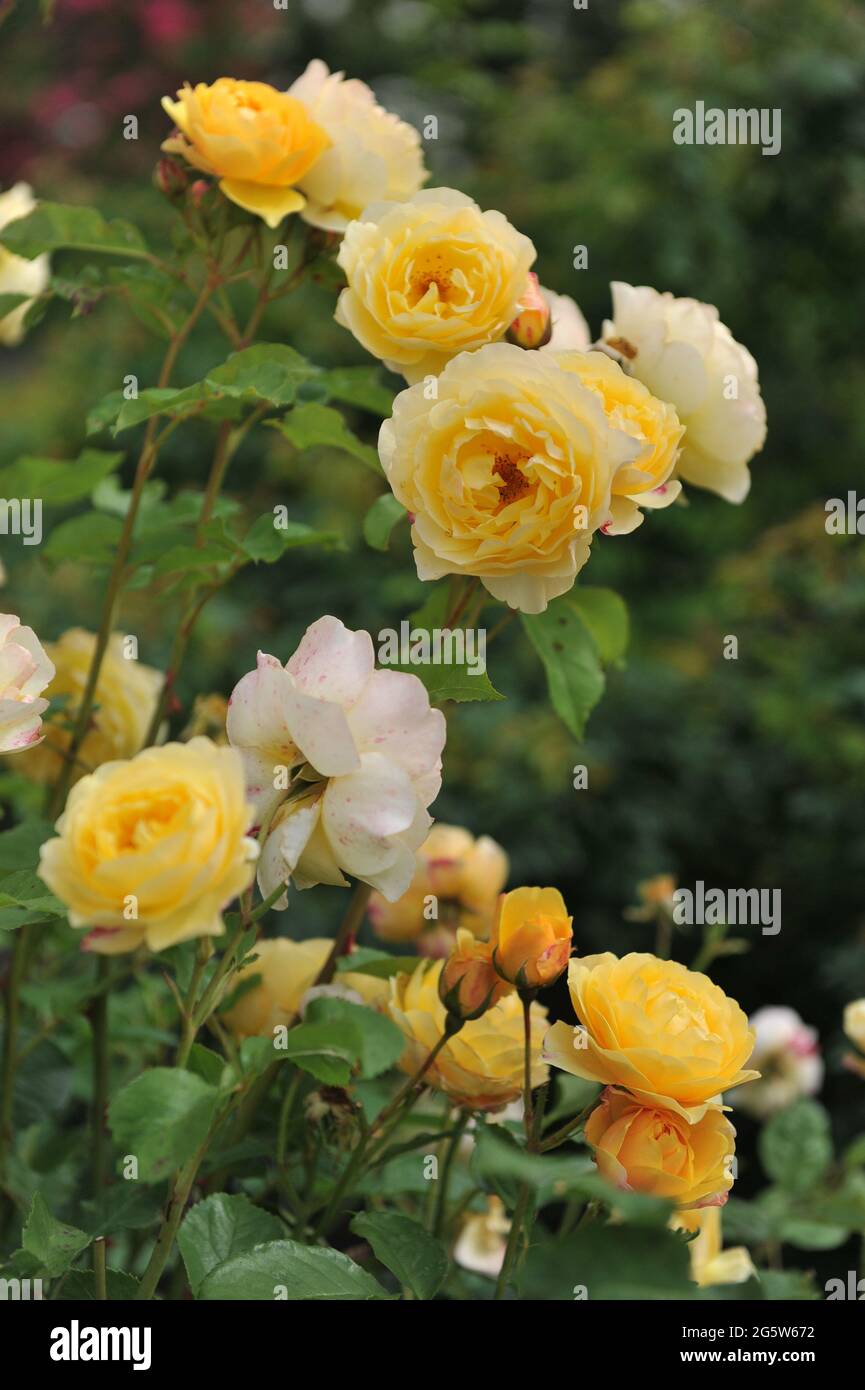 Gelbe Kletterstrauch-Rose (Rosa) Graham Thomas blüht im Juni in einem Garten Stockfoto Gelbe Kletterstrauch-Rose (Rosa) Graham Thomas blüht im Juni in einem Garten Stockfoto