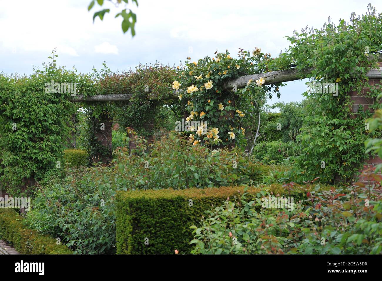 Aprikosenrosa Kletterrose Noisette (Rosa) Jaune Desprez blüht im Mai auf einer hölzernen Pergola in einem Garten Stockfoto