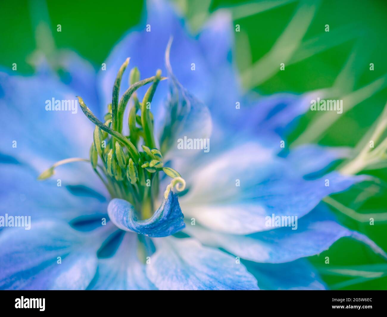 Liebe in einem Nebel aka - Nigella damascena. Blaues Gartenblumenmakro. Stockfoto