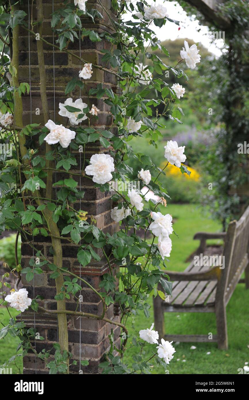 Weiße Kletterrose (Rosa) Madame Alfred Carriere blüht im Mai auf einer Pergola in einem Garten Stockfoto
