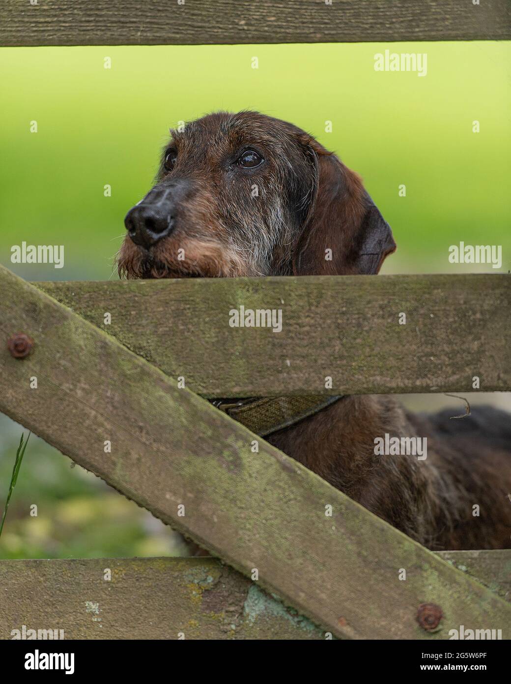 Dachshund mit Drahthaar, der durch ein Holztor guckt Stockfoto