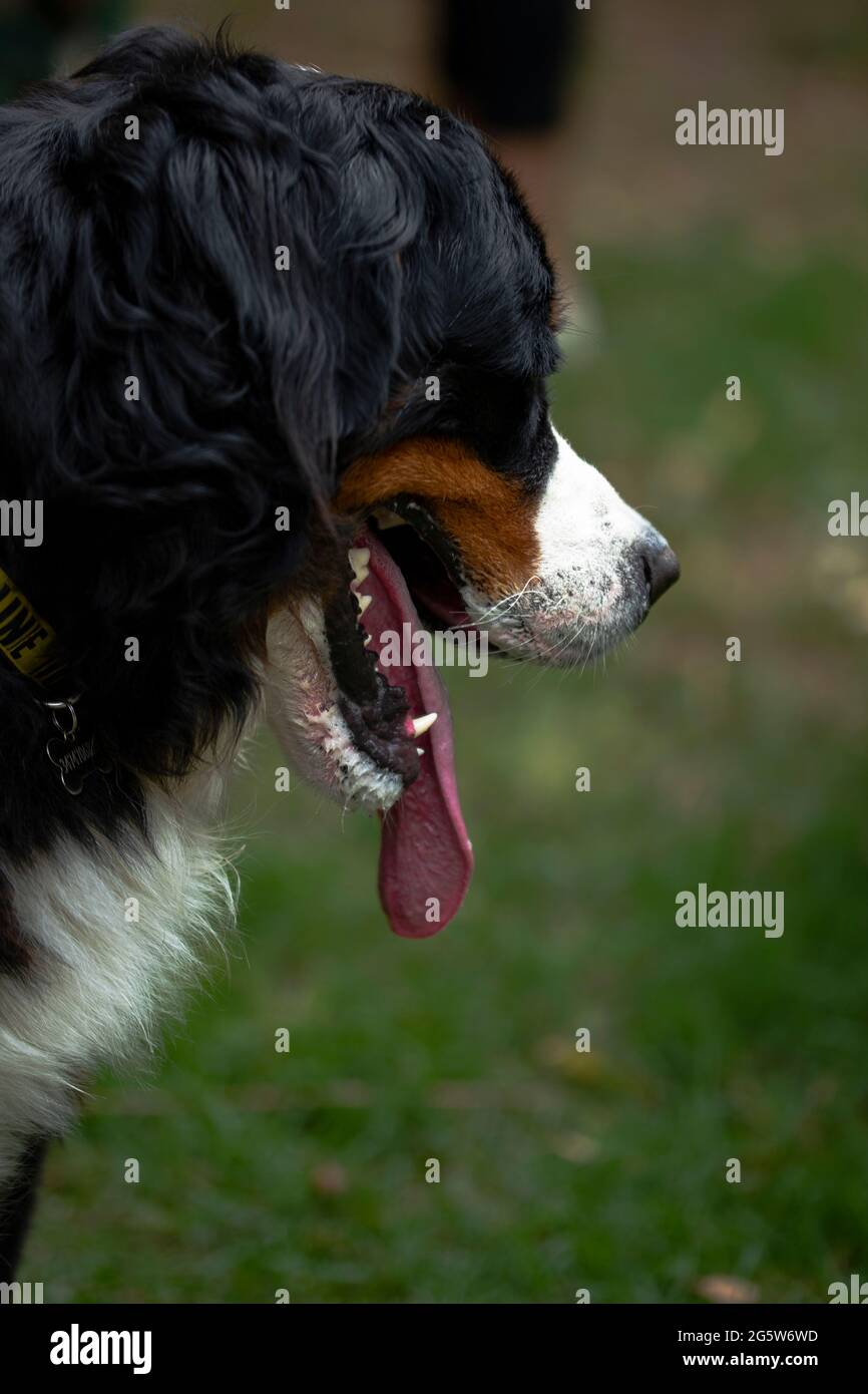 Berner Sennenhund Stockfoto