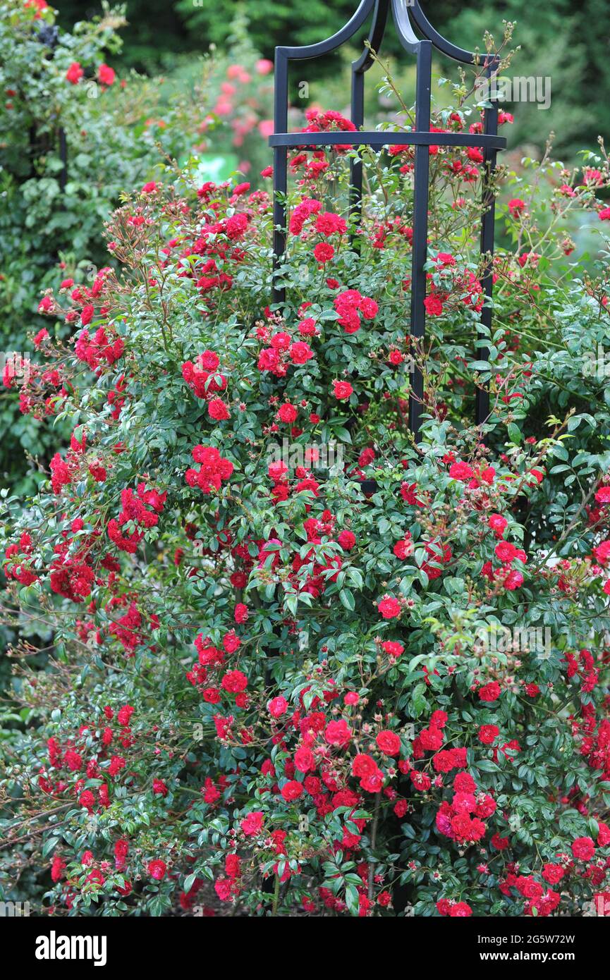 Rote großblütige Kletterrose (Rosa) Momo blüht im Juni auf einem schwarzen Obelisken in einem Garten Stockfoto