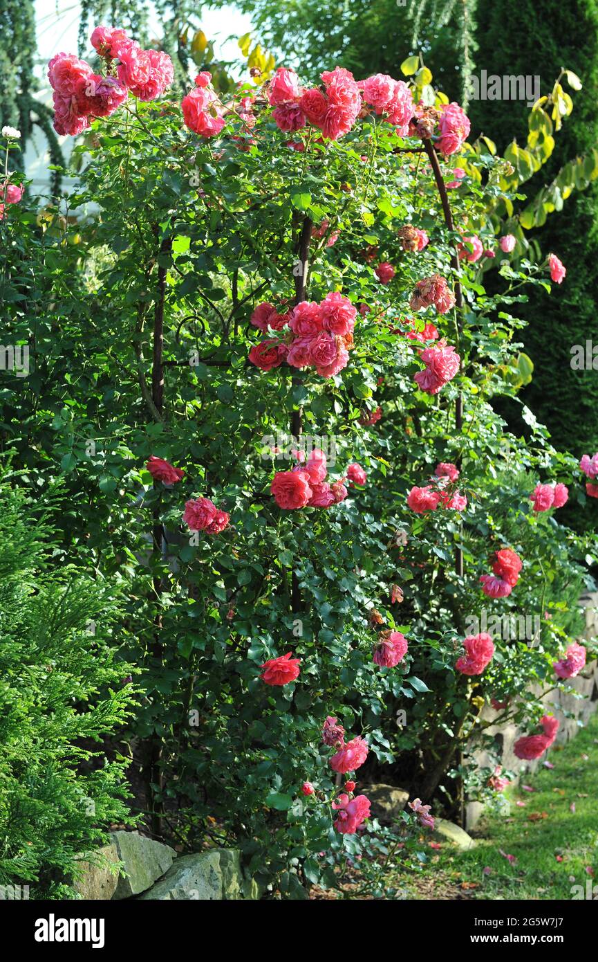 Rosa großblütige Kletterrose (Rosa) Rosarium Uetersen blüht im September auf einem Bogen in einem Garten Stockfoto
